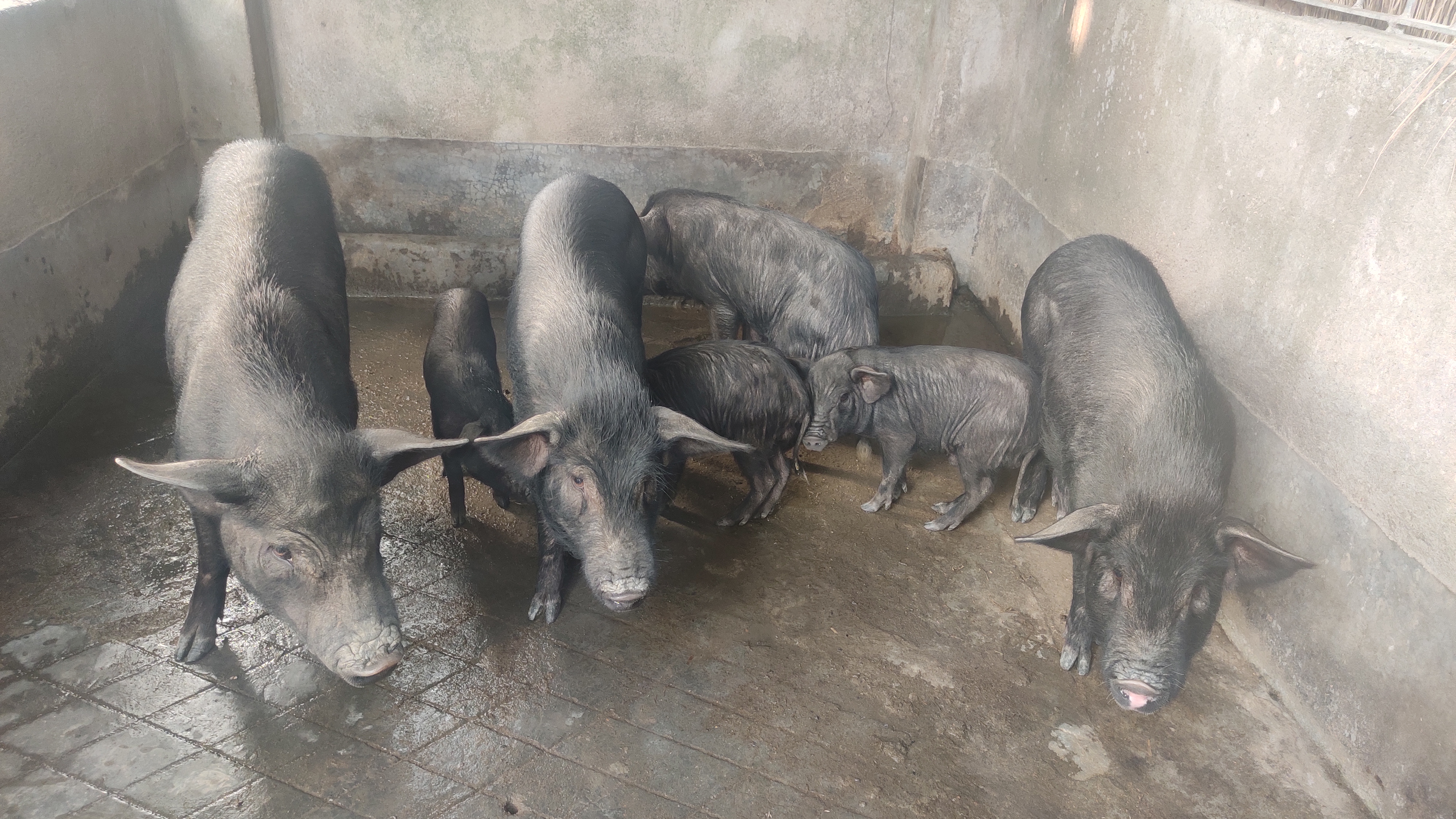 the ghungroo pig breed