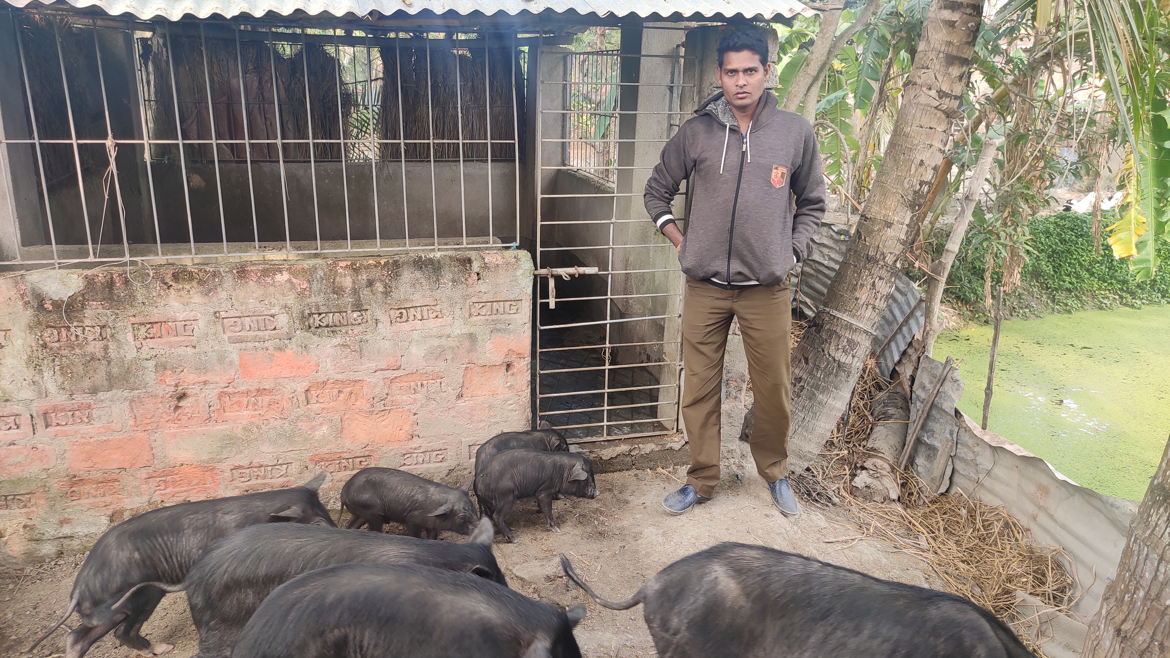 Pig farmer, Lalchand Sardar, overseeing his Ghungroo pigs