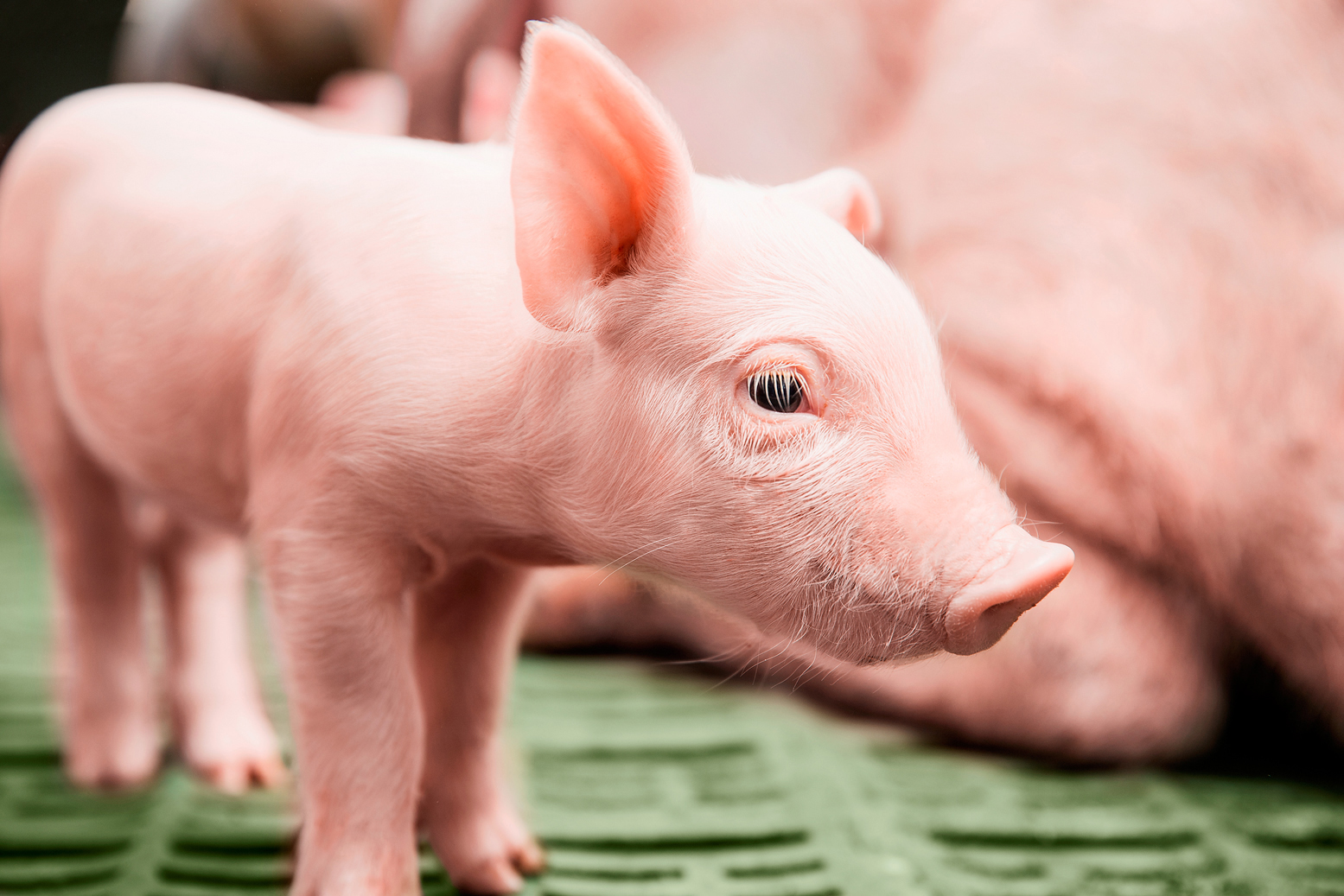 Young piglets need to be protected from coccidiosis and iron deficiency anaemia