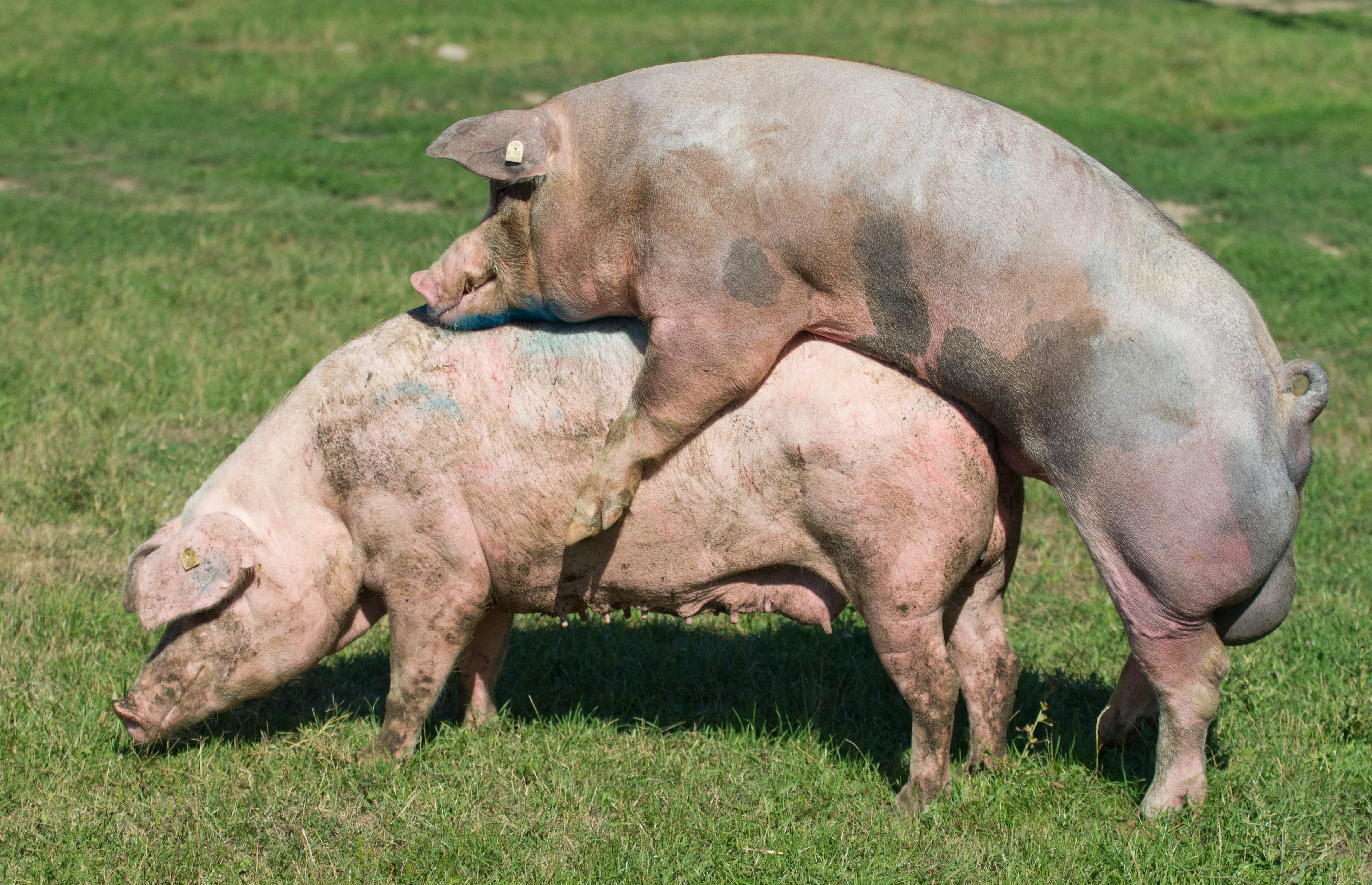 boar and sow mating outdoors on pasture
