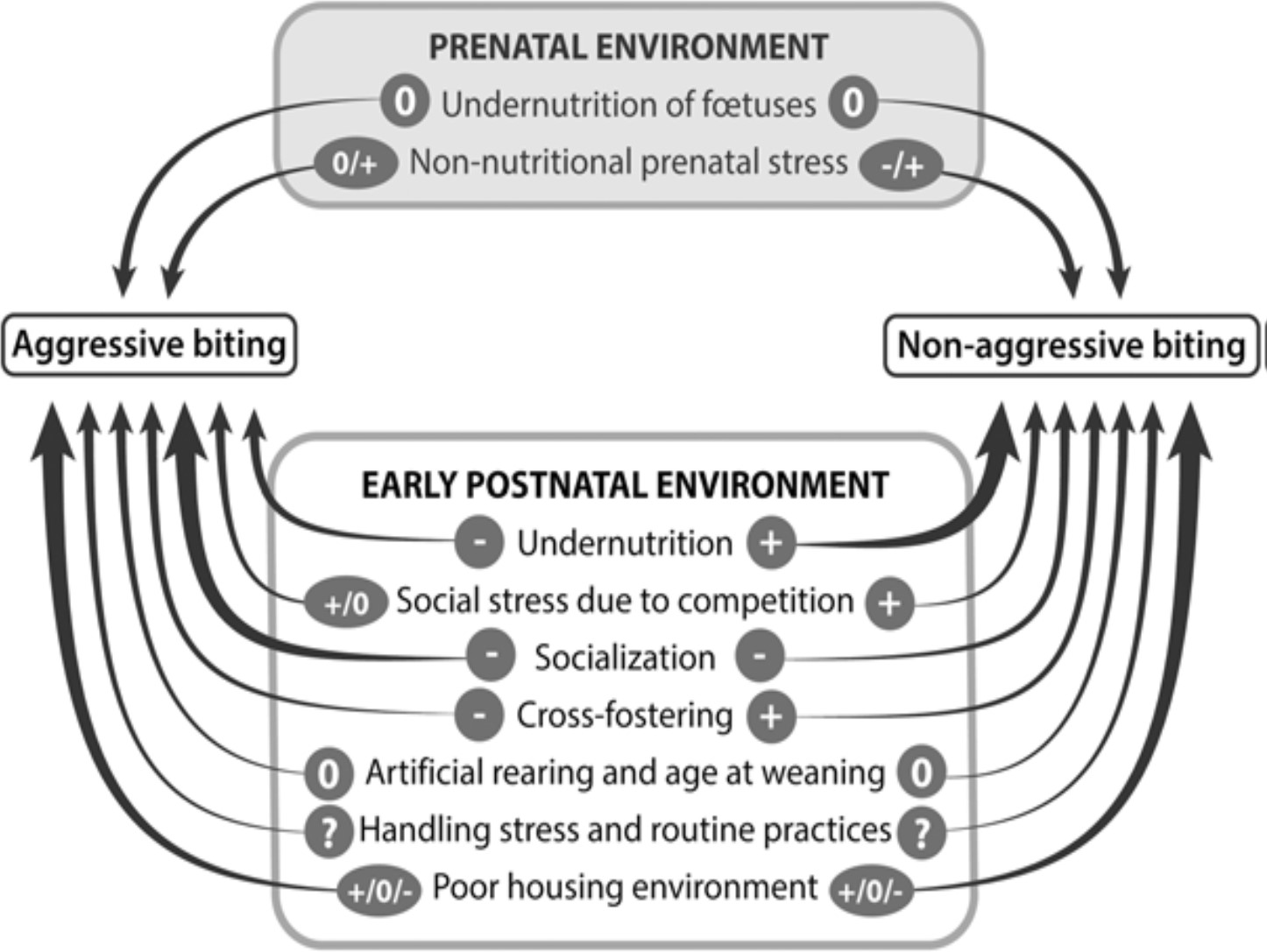 Diagram showing the influence that pigs’ prenatal and pre-weaning environment has on the occurrence of biting behaviour later in life