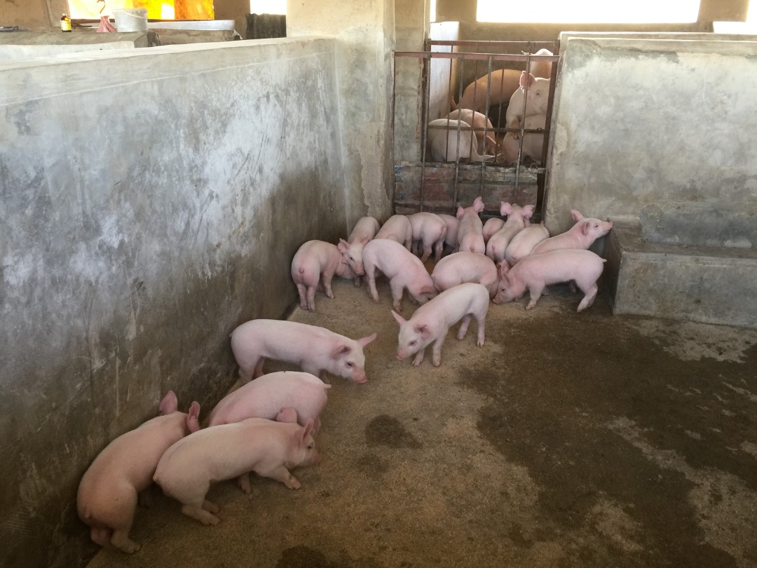The VALUE project pig producer business syndicate farmers will share 230 breeding stock of Large White, Landrace and Duroc pigs