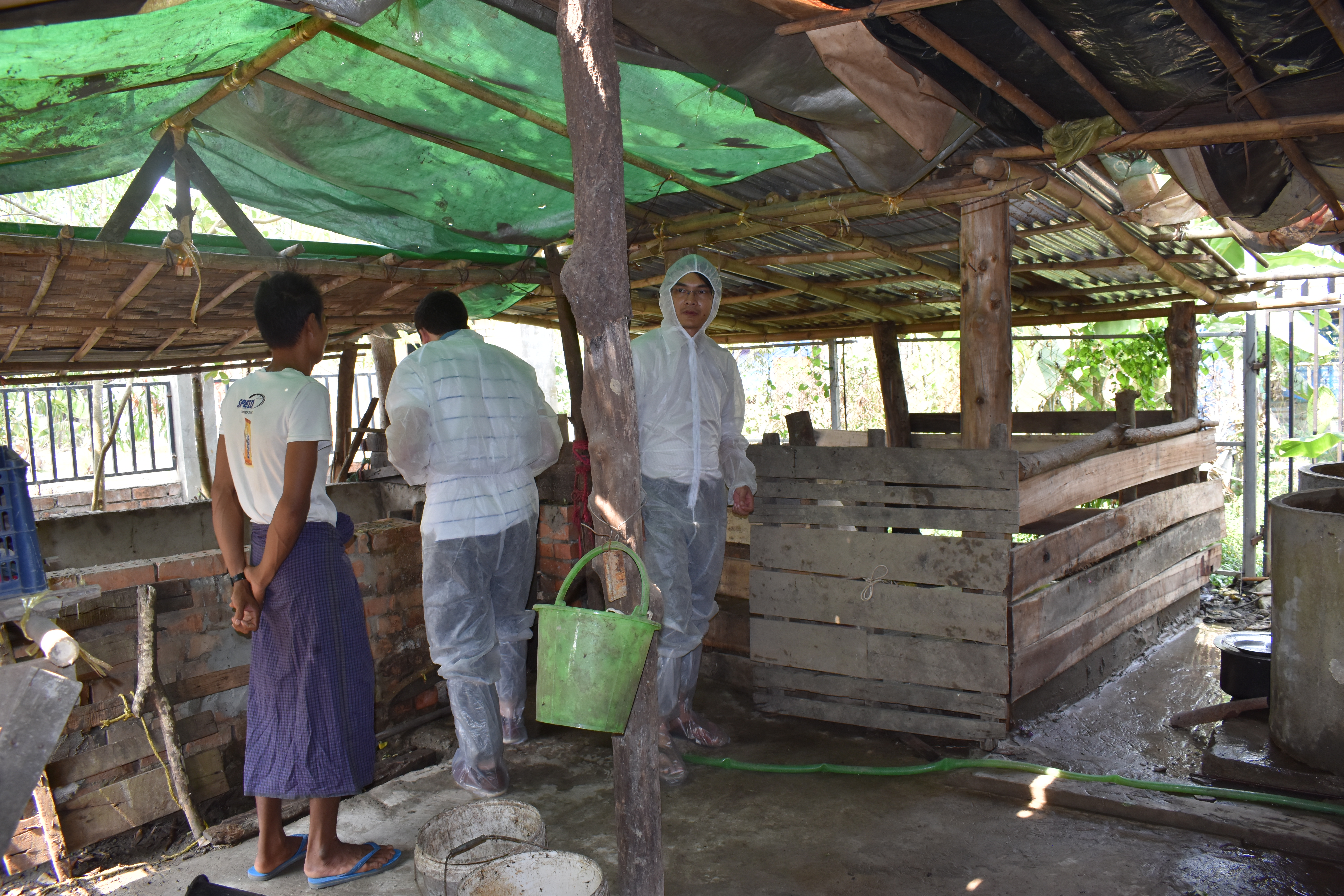 Myanmar is a country in which many rural households are dependent on the extra income that small-scale pig keeping brings