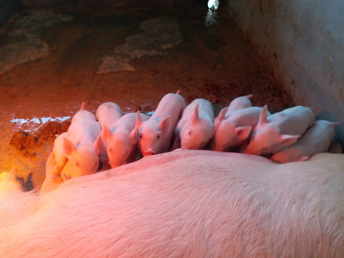 young piglets suckling from a sow on a farm