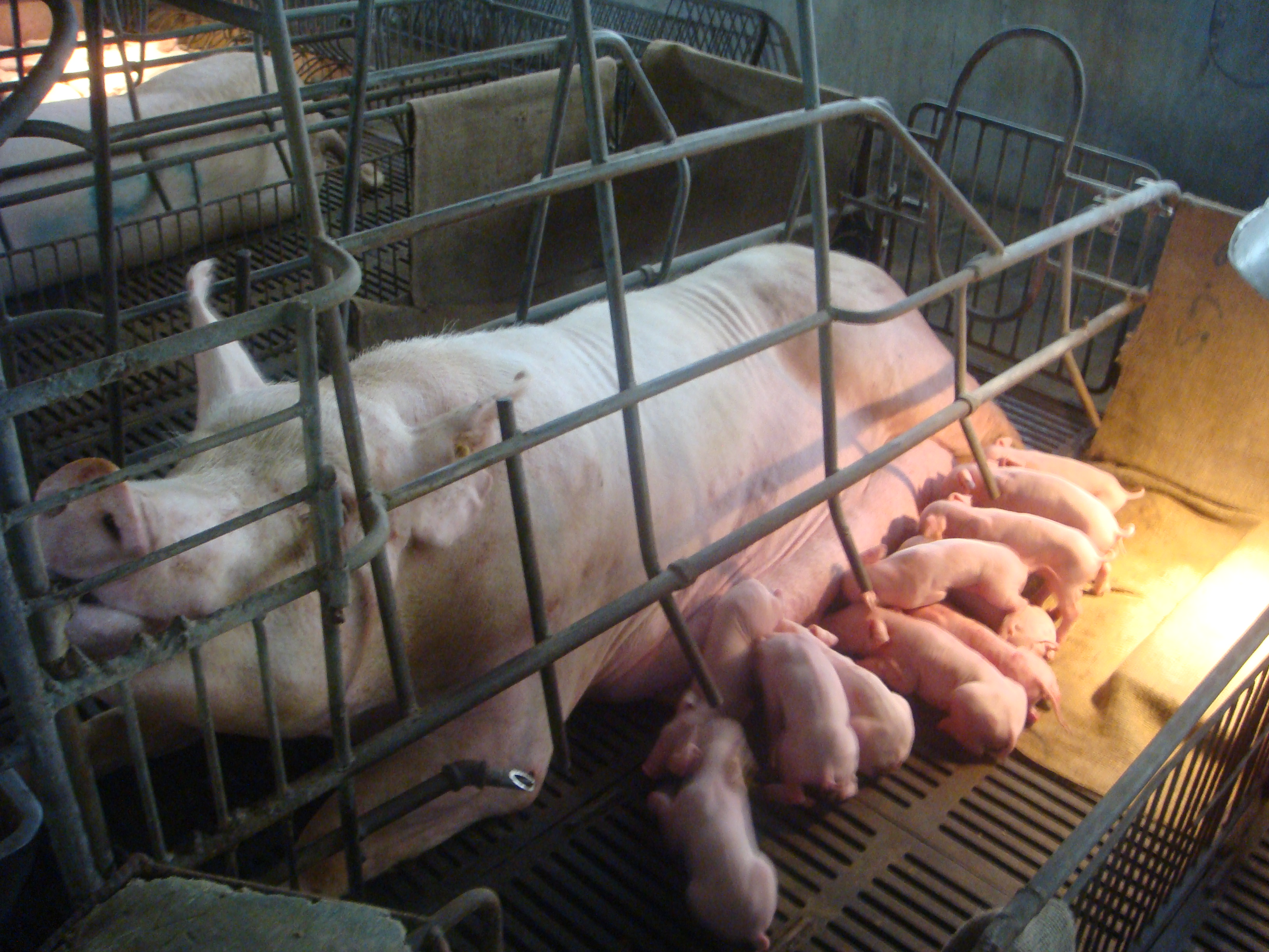 sow with piglets in a farrowing crate