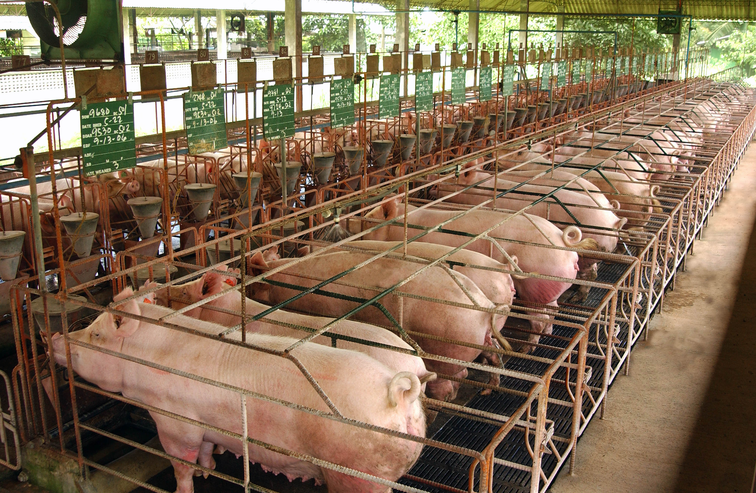 sows in stalls in an intensive farming system