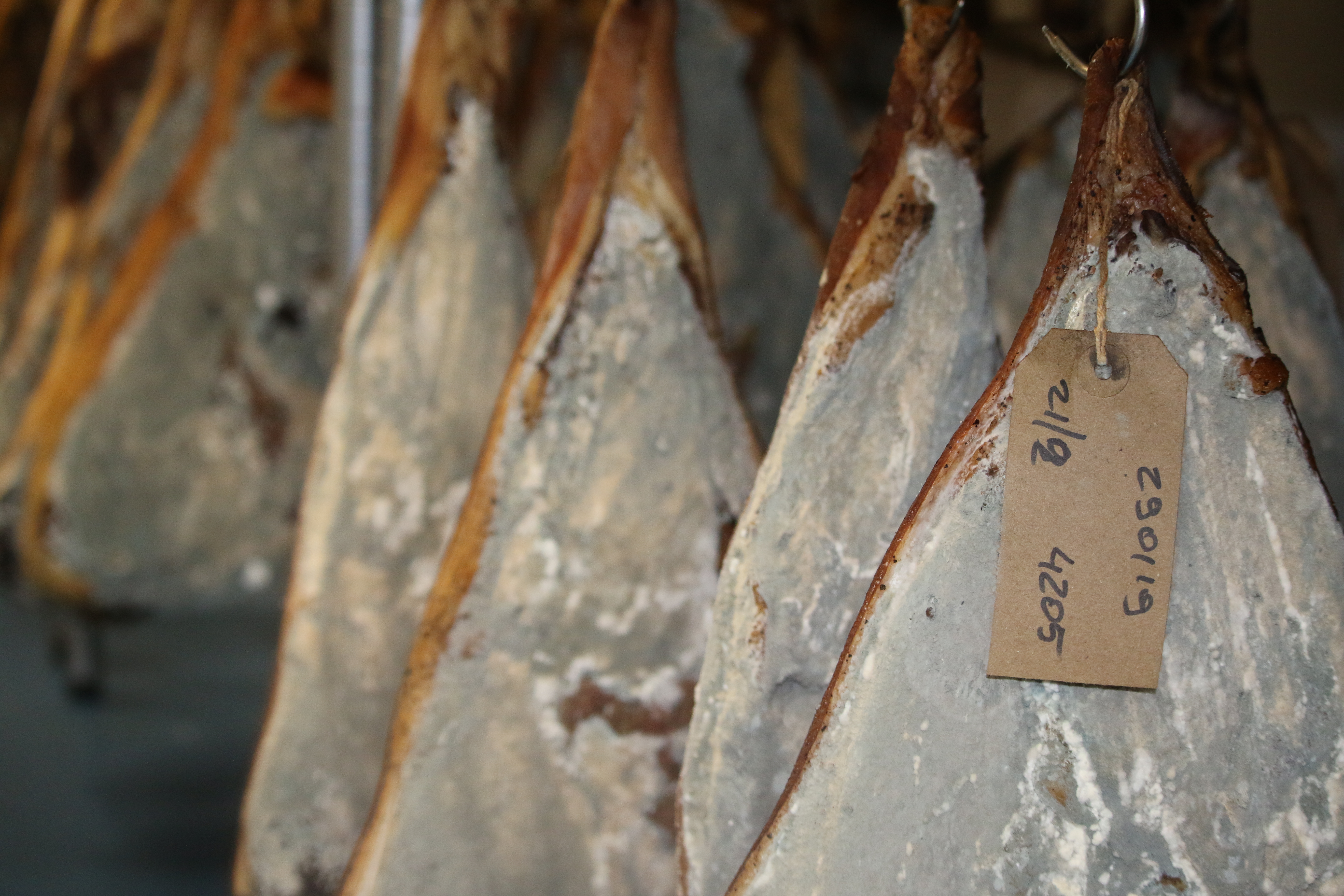 dry cured hams ripening in a refrigerator