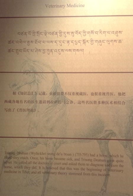 An old transcript tells the story of the origins of veterinary medicine in Tibet