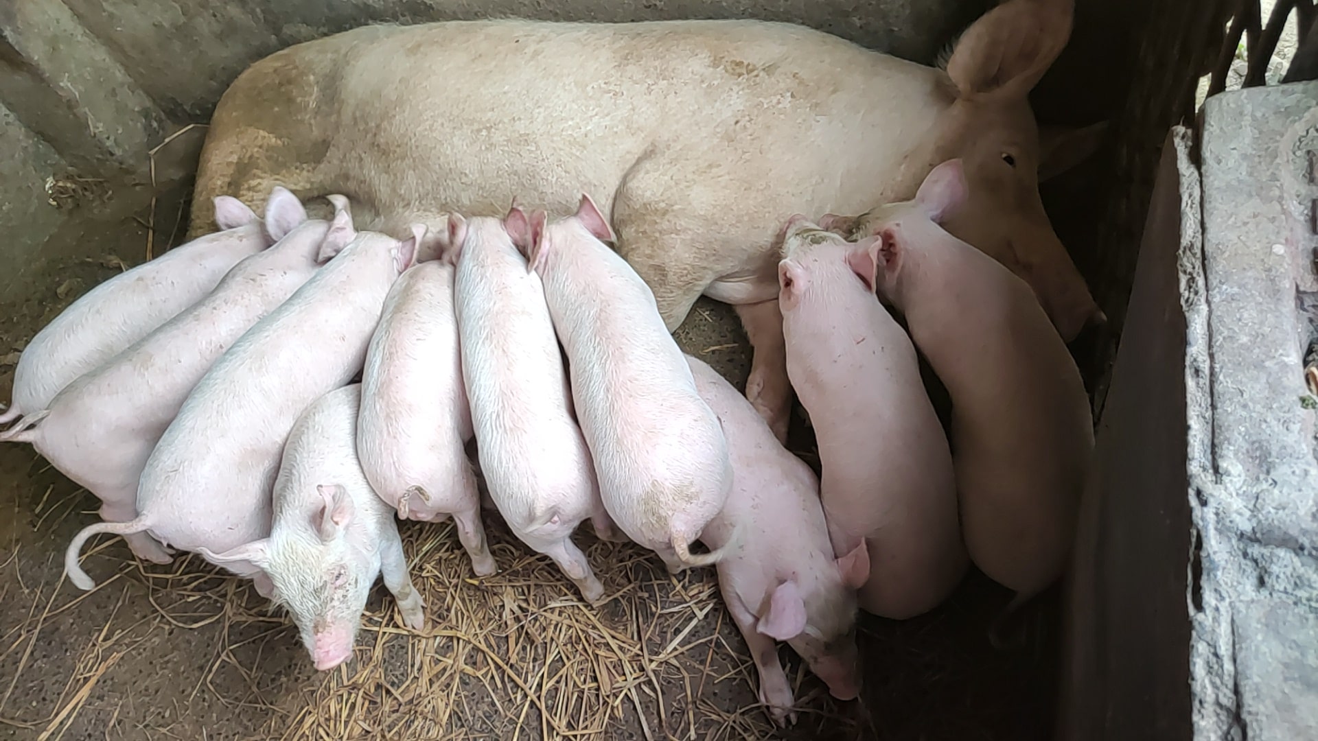 sow with piglets in an indoor farrowing room