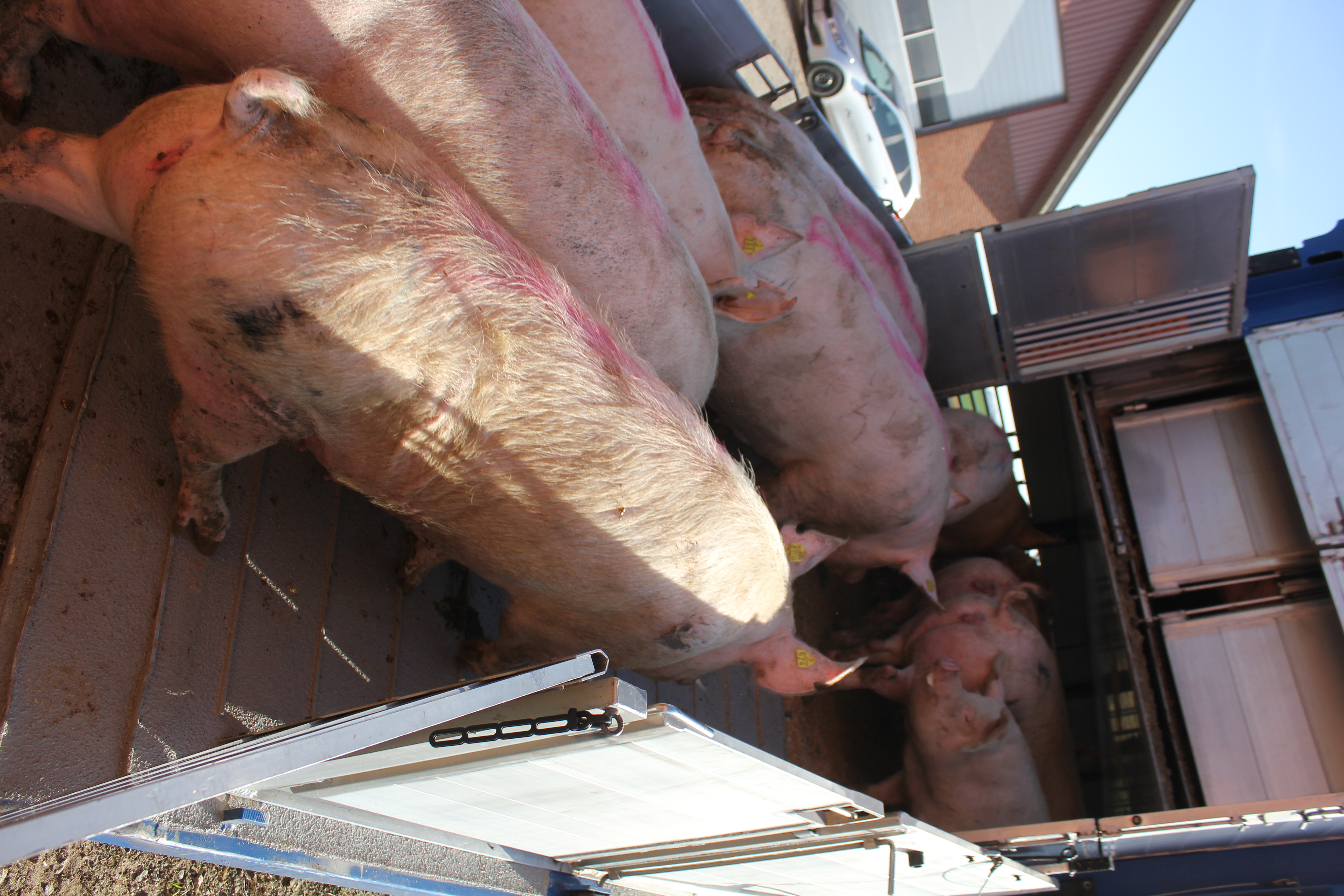 Sows being loaded onto a truck