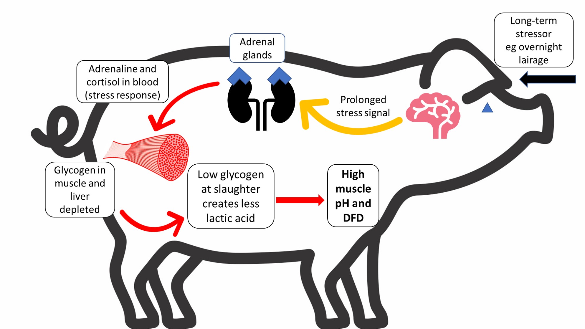 The response of pigs to long-term stress