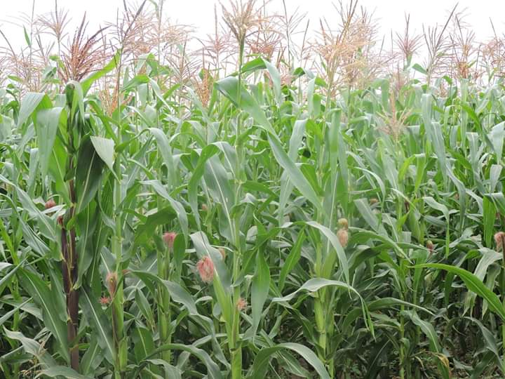 Demand for maize is always very high, due to the fact that in addition to being a livestock feed ingredient, it is the main African food ingredient and a raw material in the brewery and pharmaceutical industries.