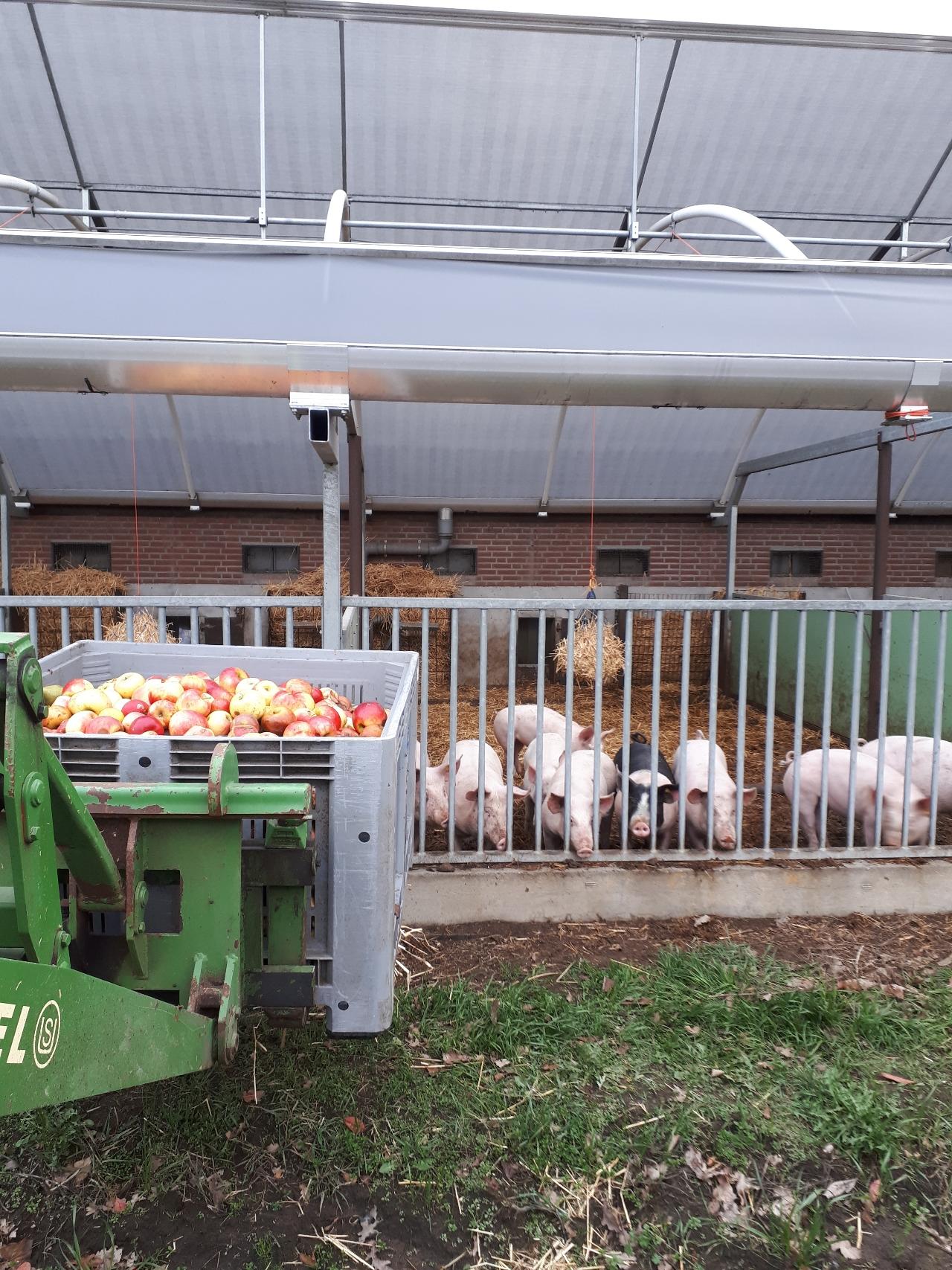 pigs stand waiting for their treat of organic apples