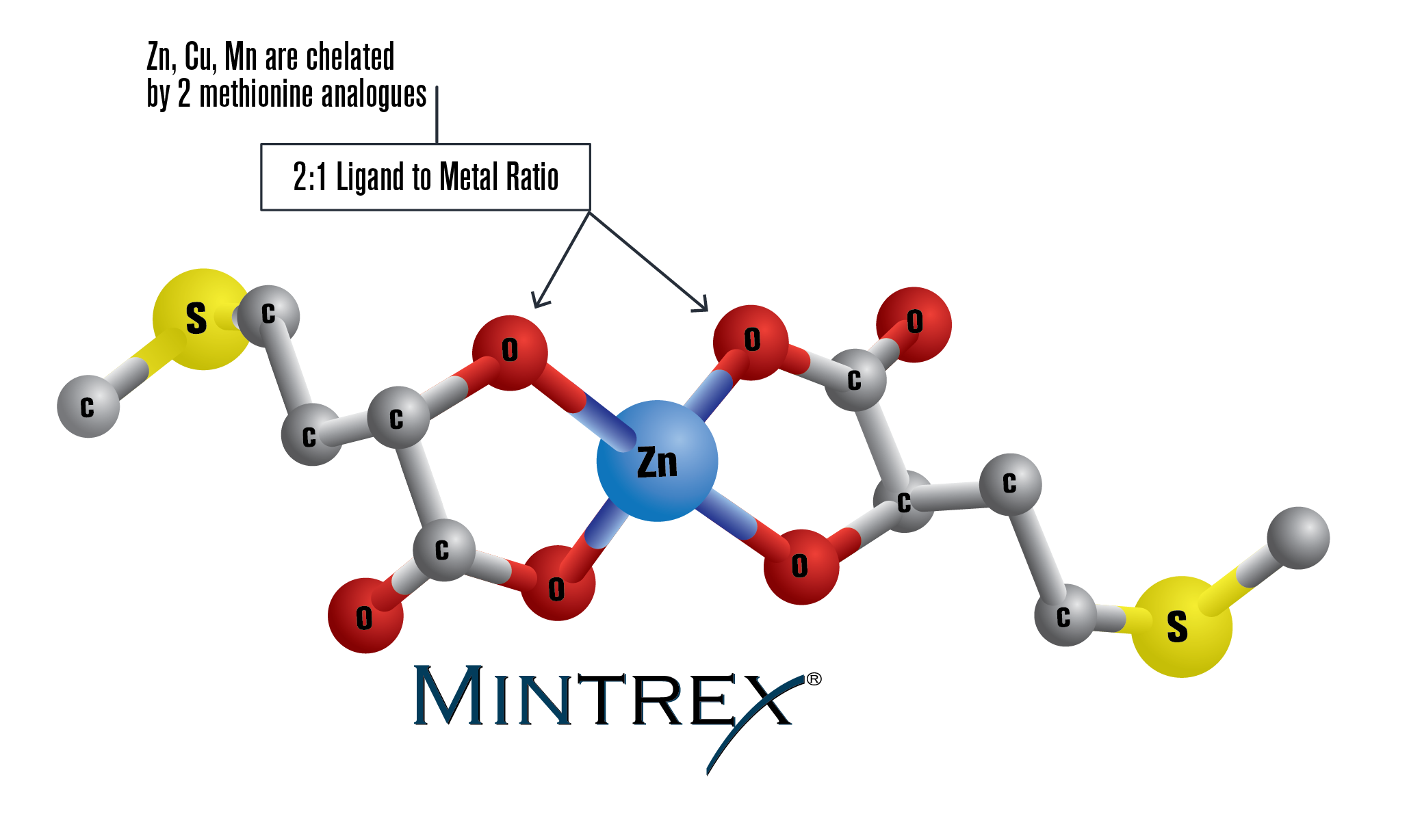 Chelated trace minerals contain two ligands or more which bind the mineral (or metal) to multiple organic molecules. Chelated trace minerals have been proven to improve nutrient absorption and productivity in hyper-prolific sows