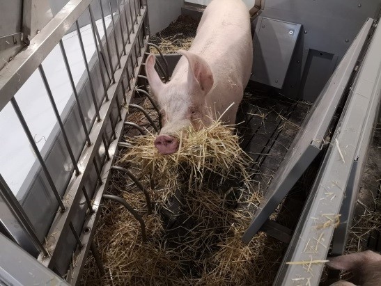 Nest building behaviour observed in gestating sows about to farrow