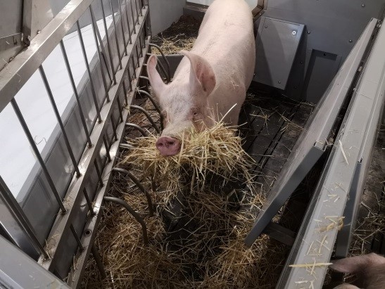 Farrowing pen design, with rubber-matted nest area (containing sloping