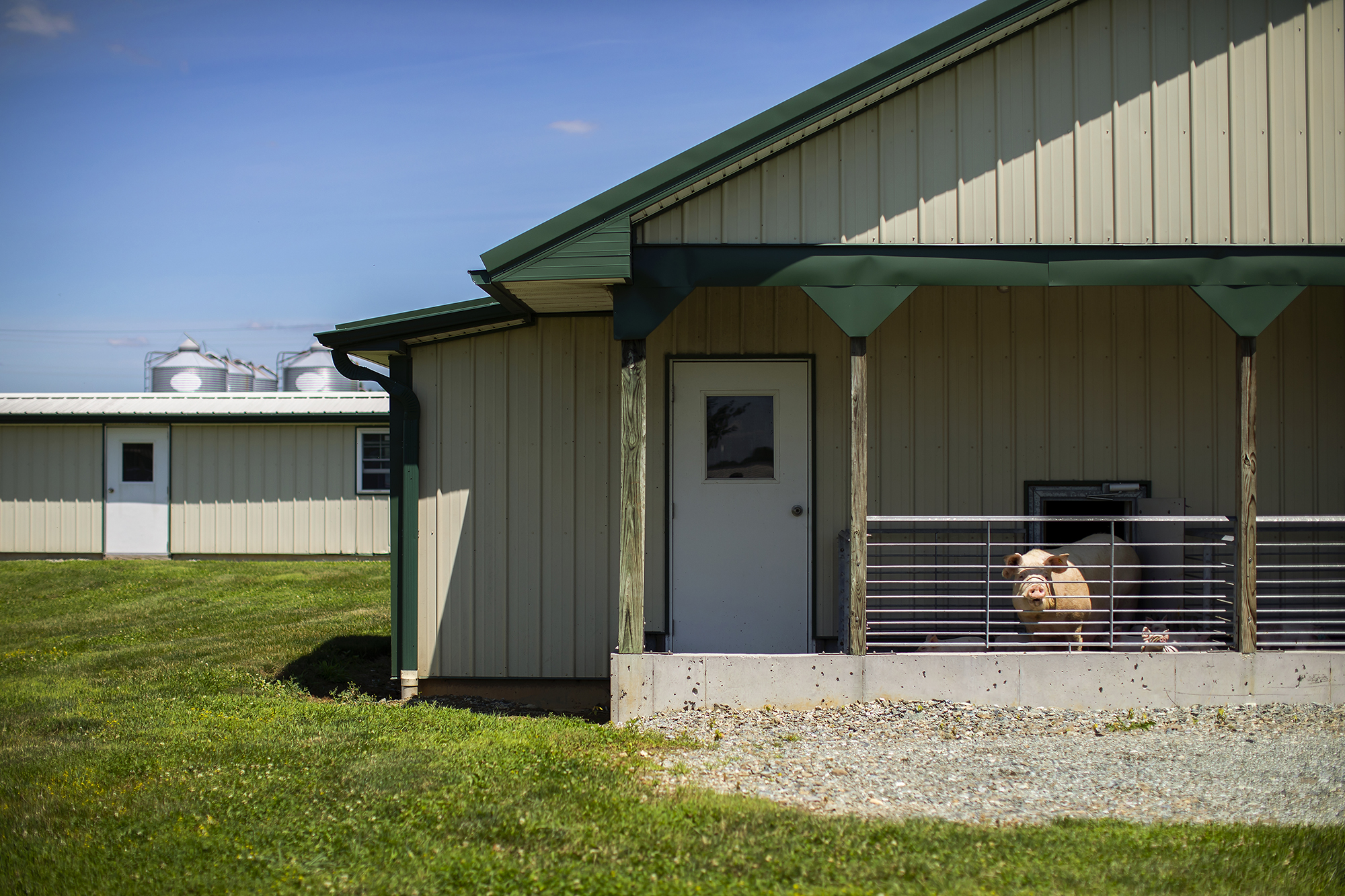 Sows at Penn Vet have access to outdoor open space, an amenity that translates to improved welfare for the animals. Penn Vet is helping farmers across the state embrace new practices to help make food products more appealing to today's buyers