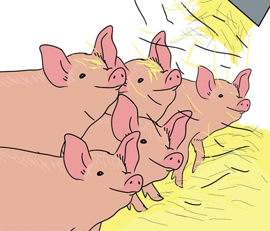 An image from the e-learning course on pig welfare, which is mandatory in Norway for all pig care providers
