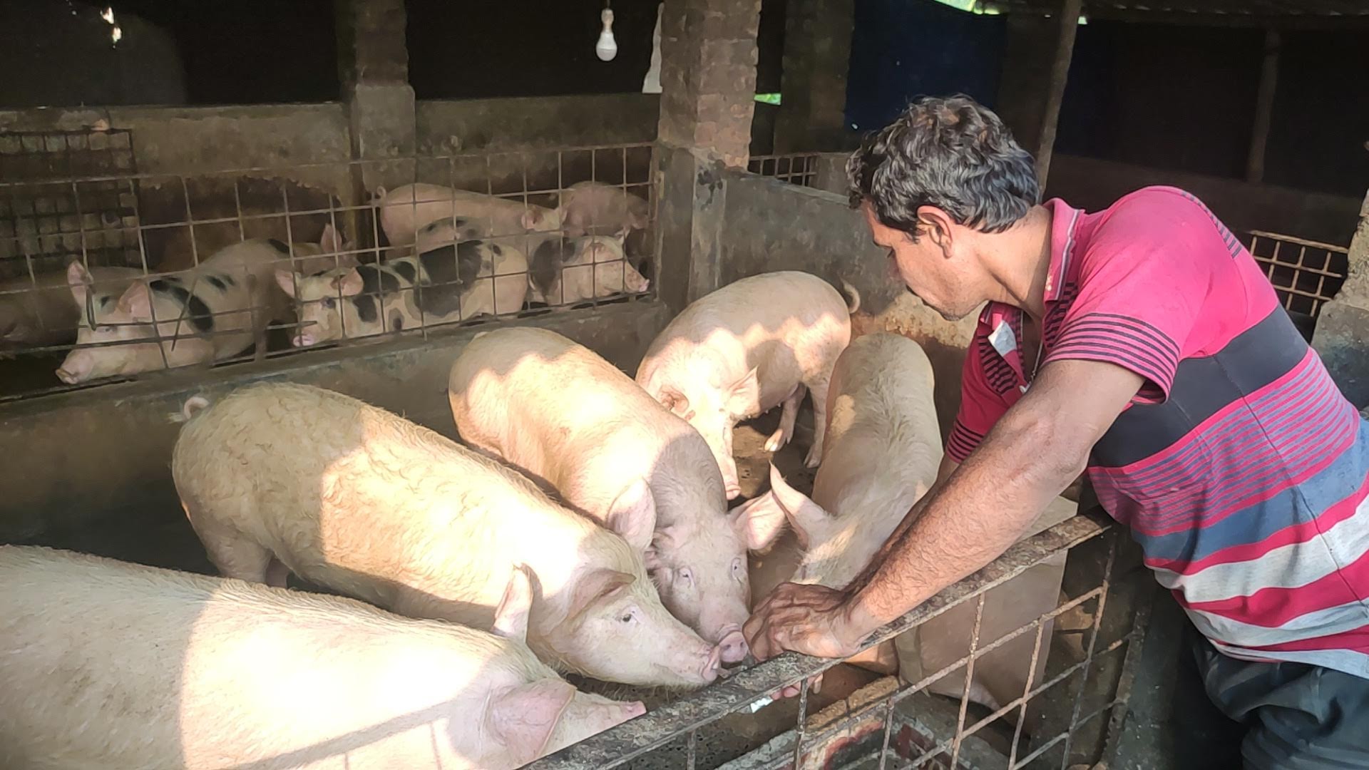 a pig farmer in India tends to his pigs
