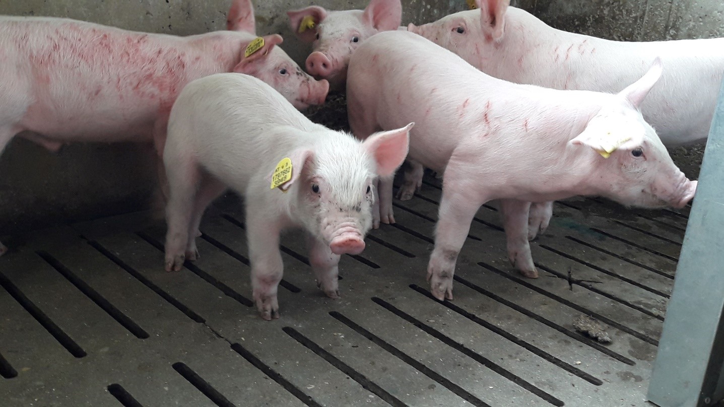 New weaner piglets stand with bites marks and skin damage caused by fighting