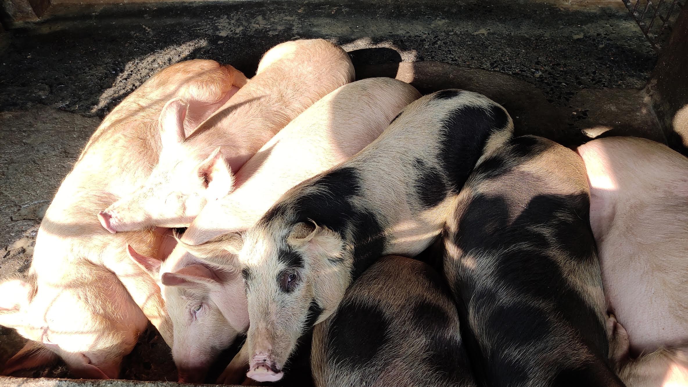 pigs huddled together sleeping on a pig farm