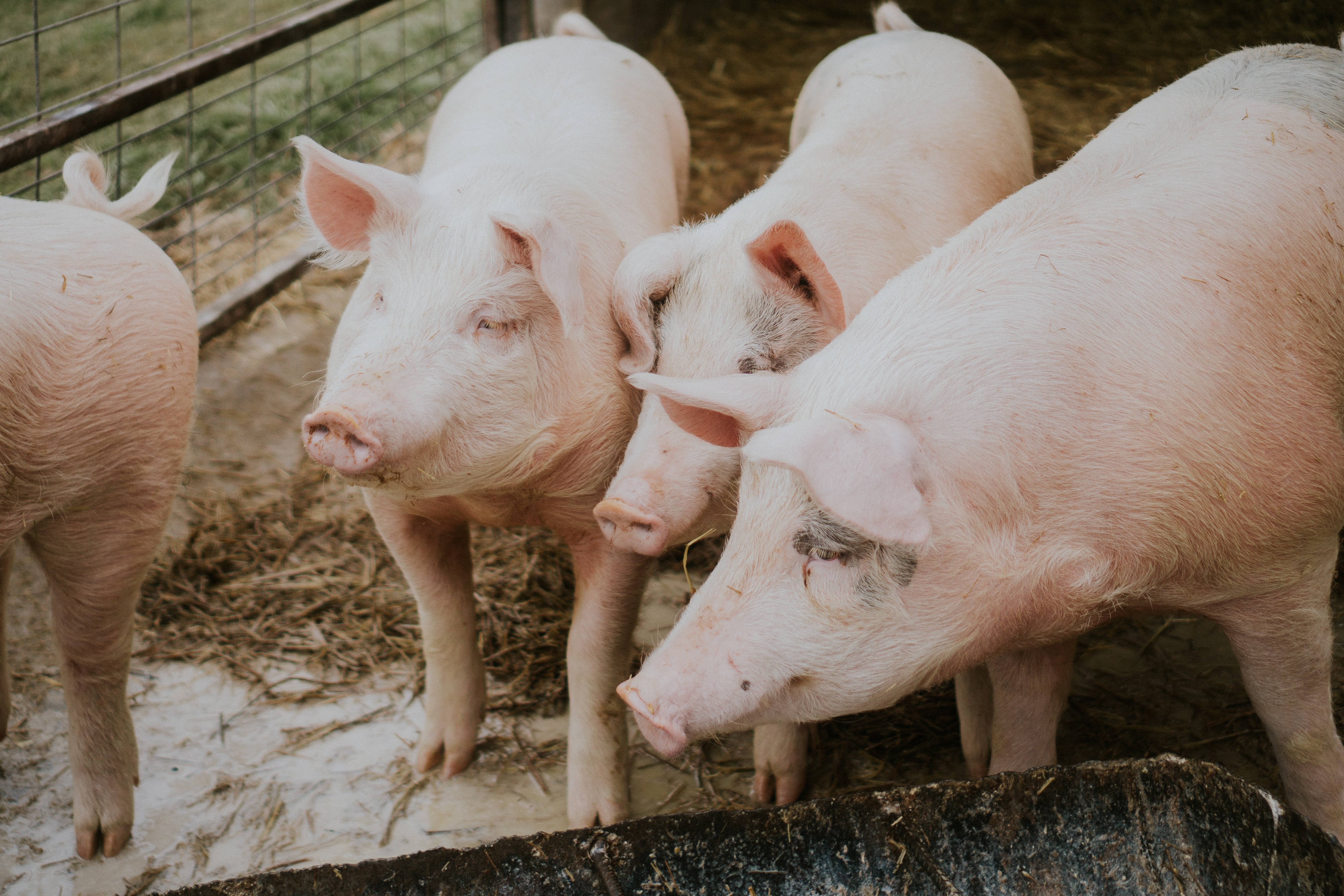 The technology founders saw a way to leverage their parasitic technology into feed and weigh with pigs
