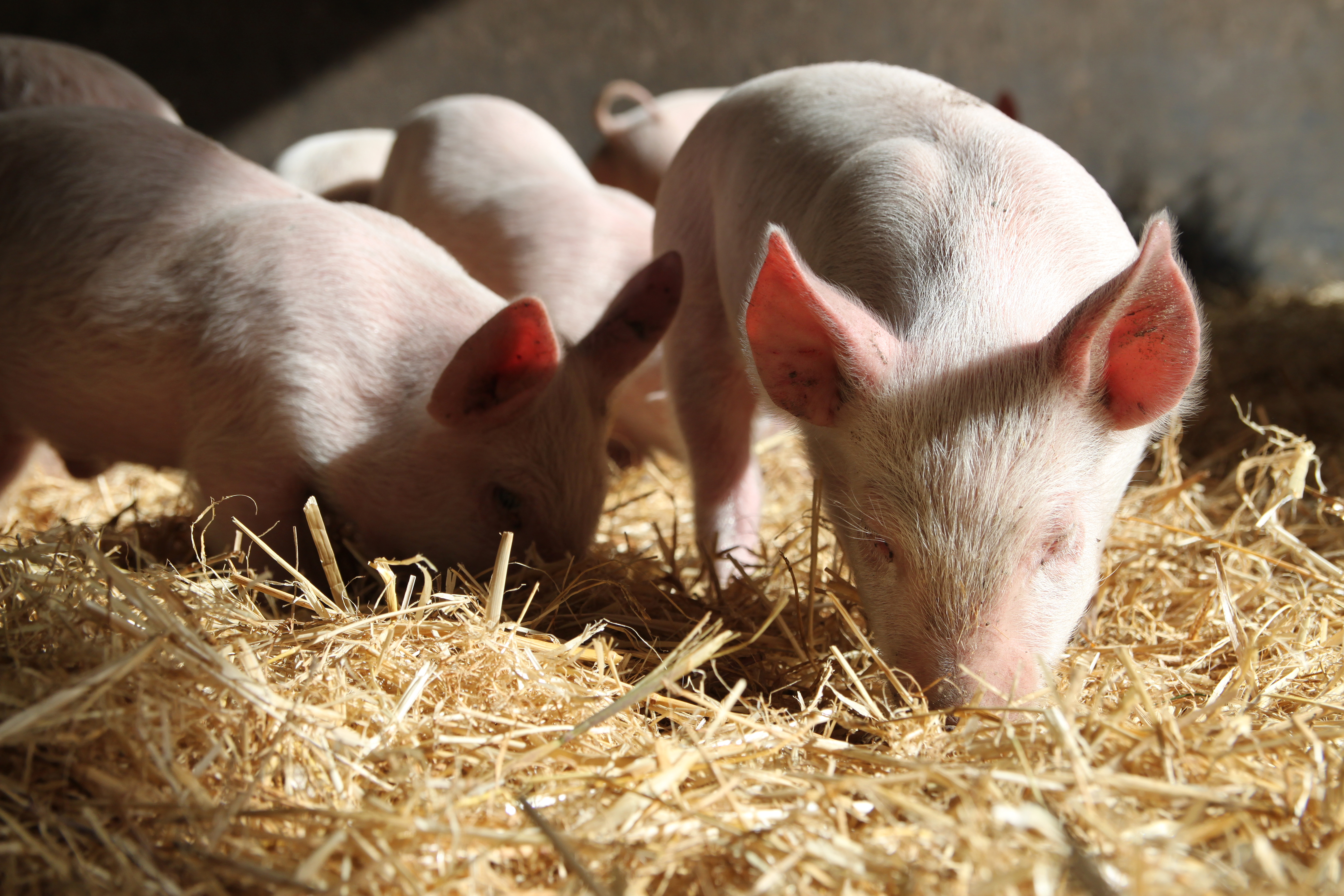 piglet roots around in straw enrichment