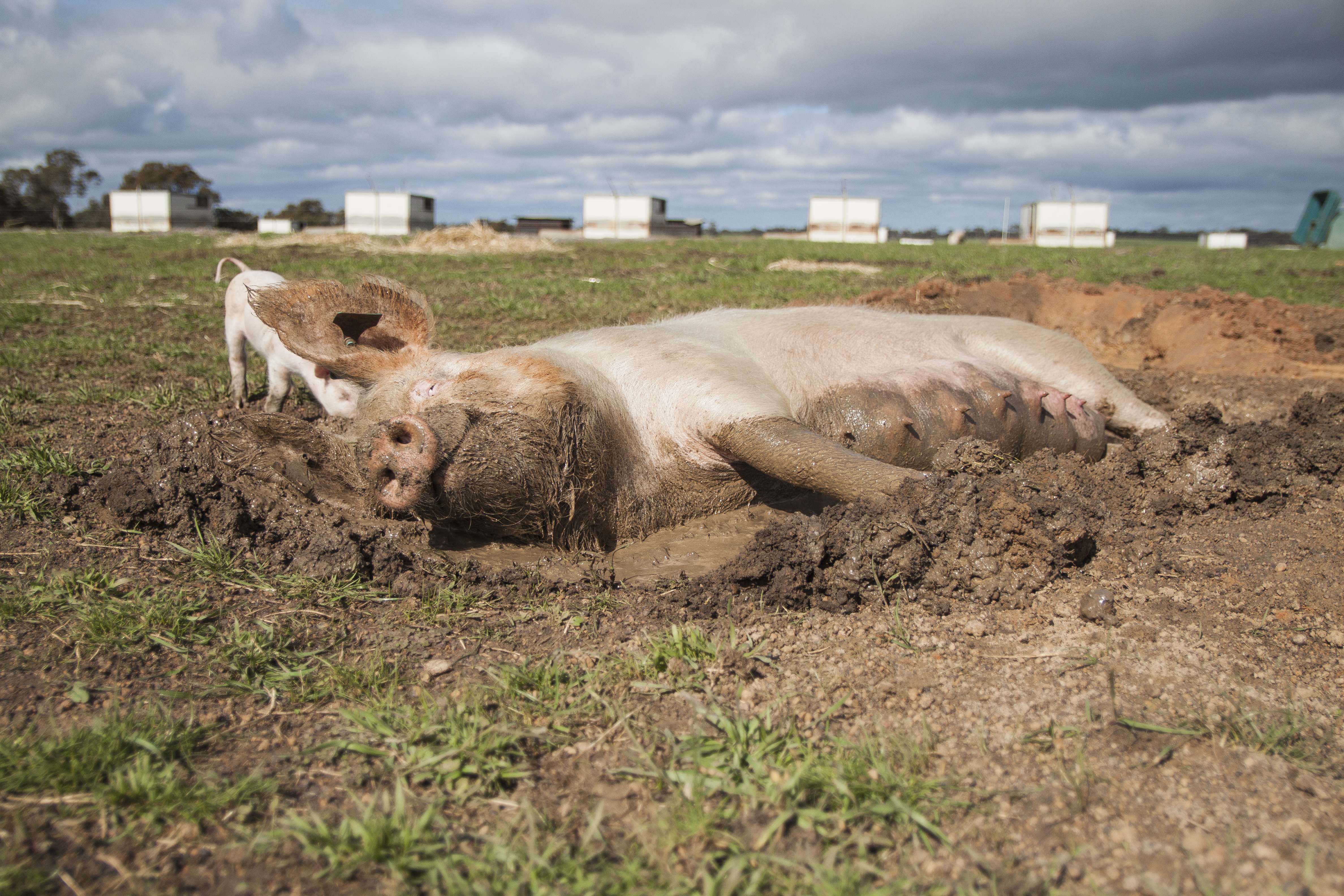 a sow rests in a wallow outdoors while her piglets run around her