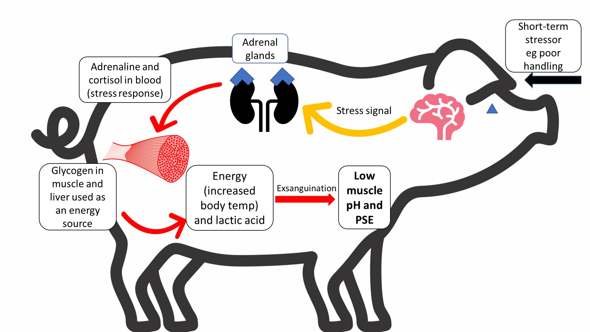 The response of pigs to short-term stress