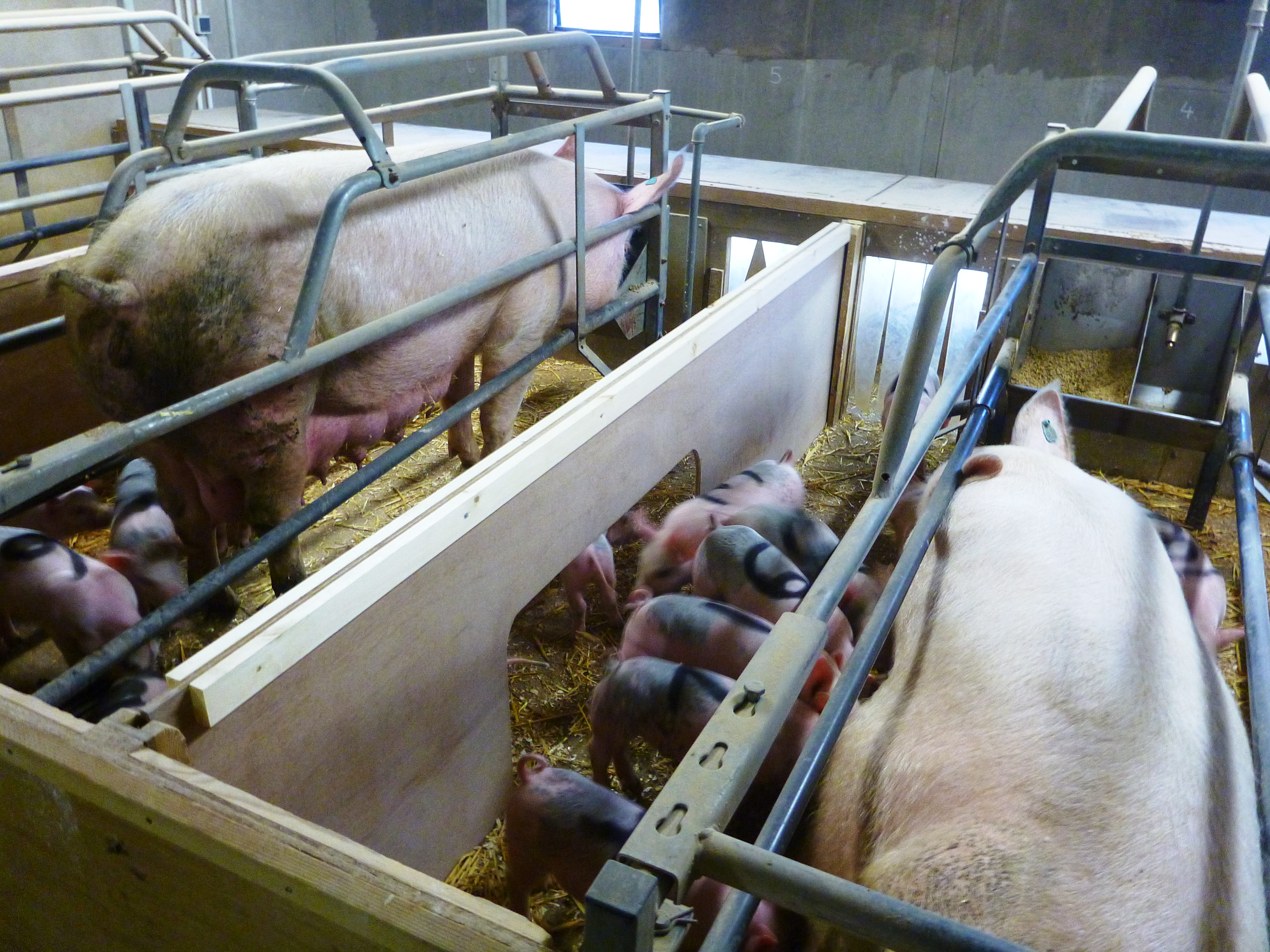 piglets socialising between farrowing pens