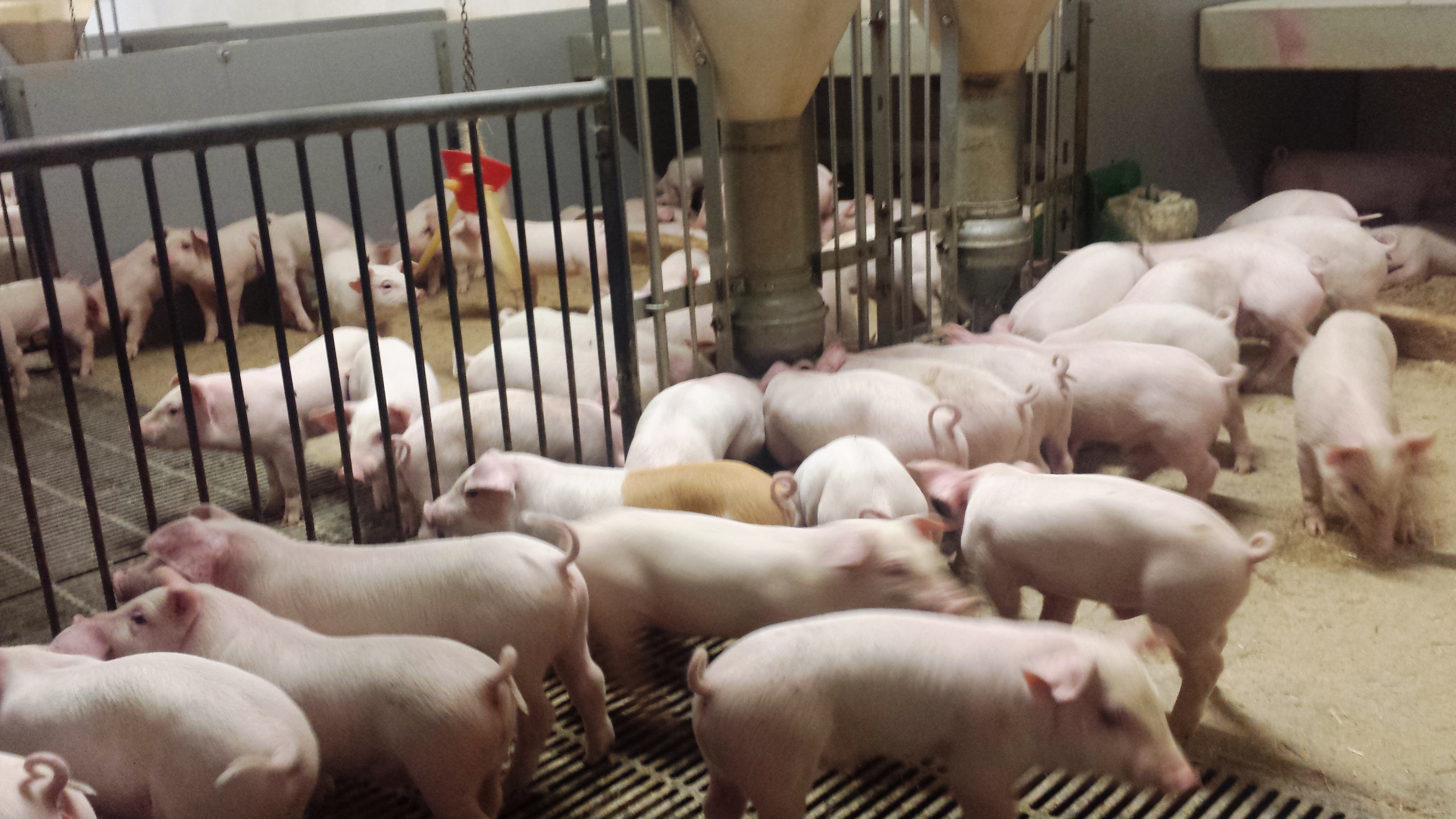 socialisation of young piglets in mixed group pens