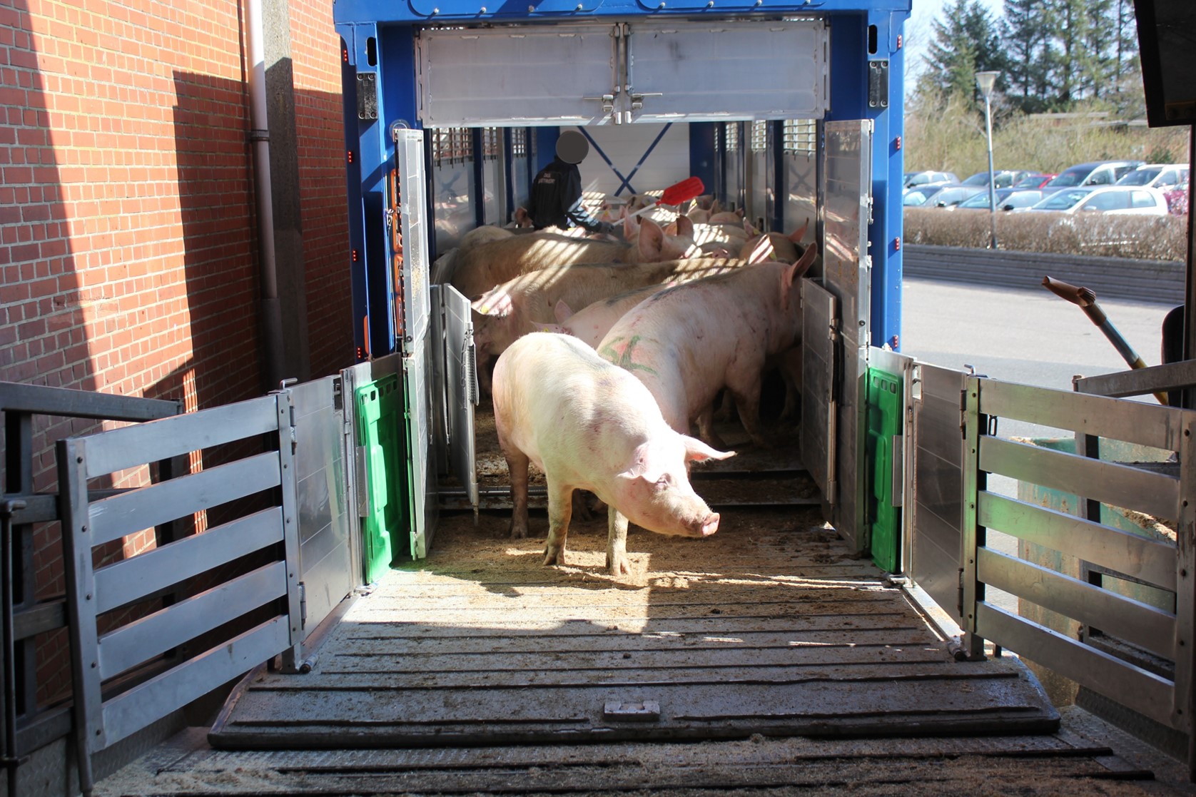 sows unloading from a transport trailer at the slaughter facility