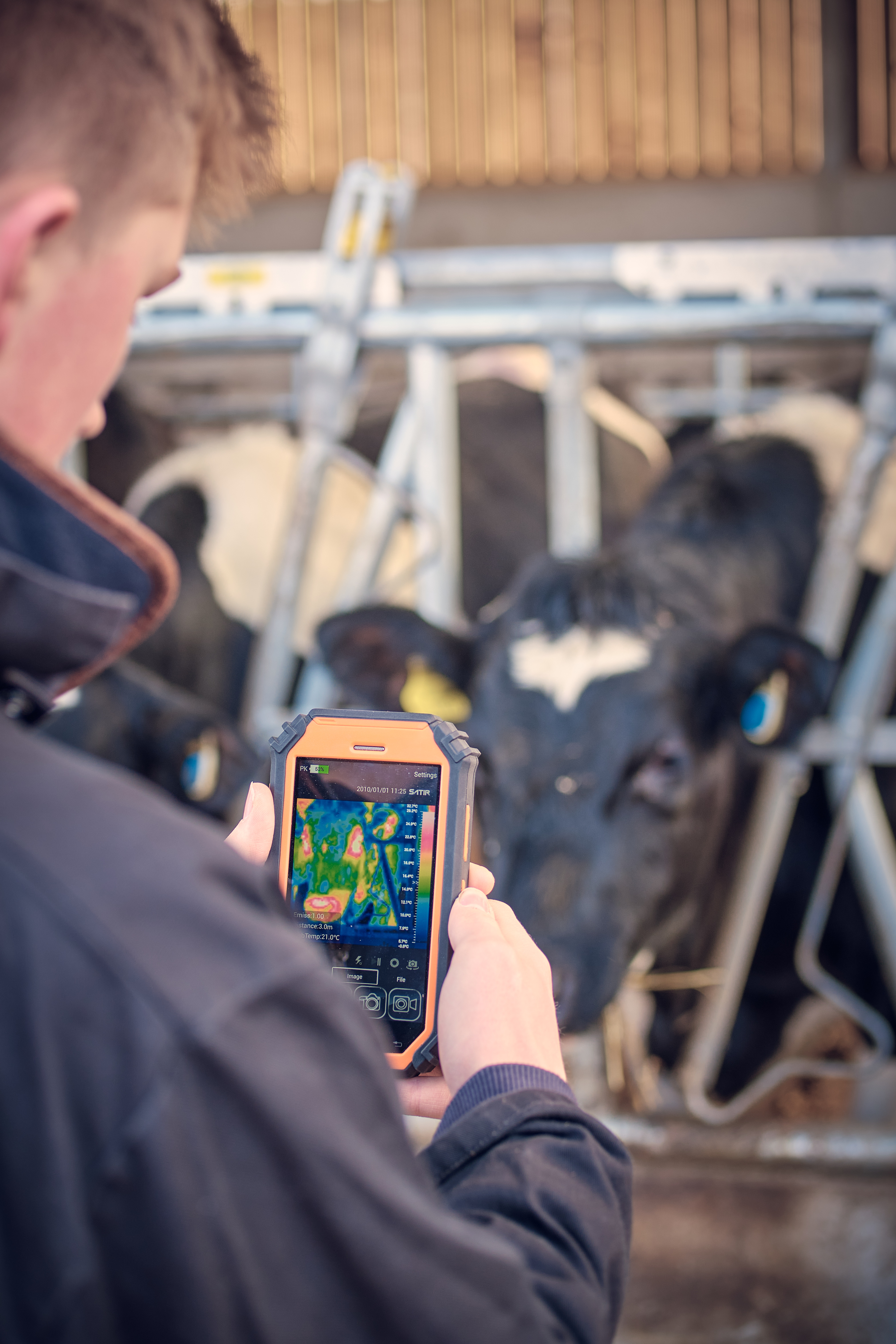 student uses thermal imaging camera in a dairy cow facility