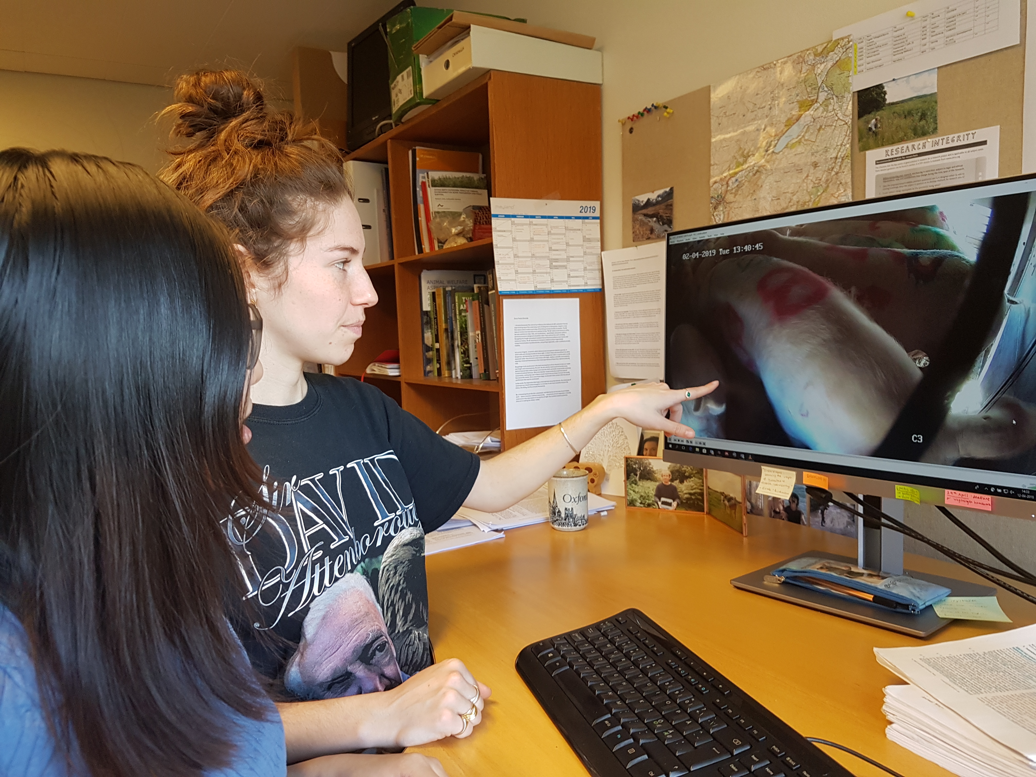 students analysing video of sows during transportation