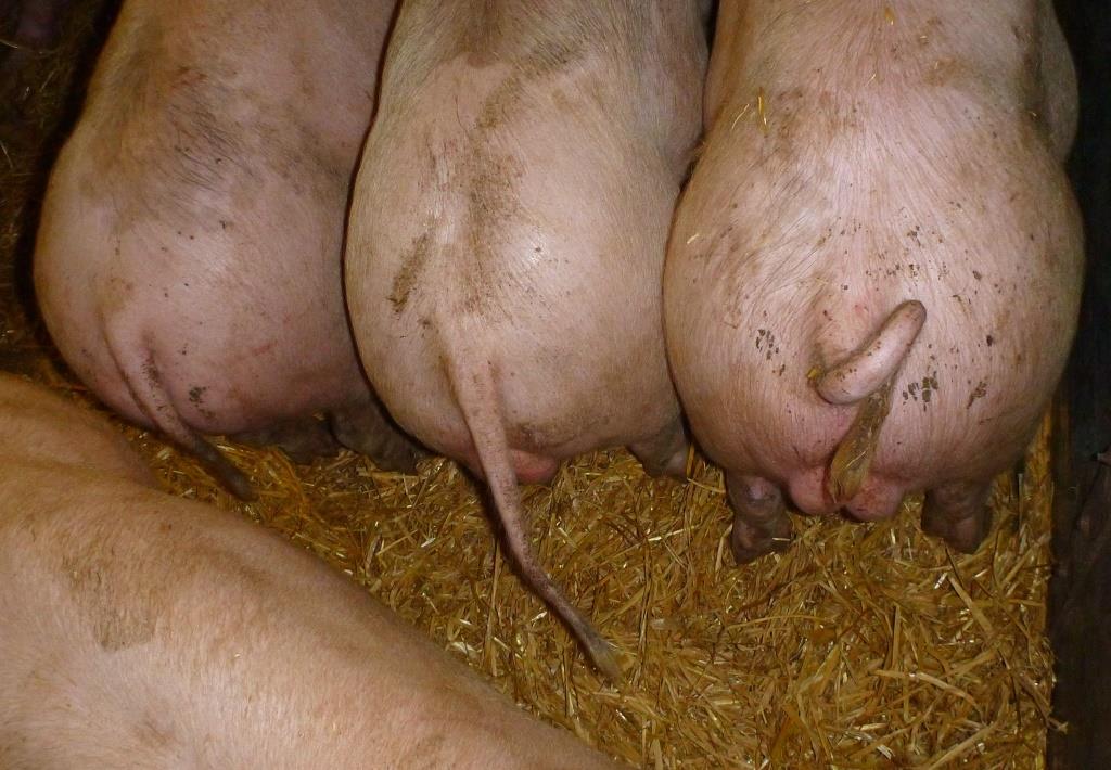 The latest research explores the idea that ‘low tail posture’ – when pigs hold their tails down low against the body – might be an early warning sign for tail biting