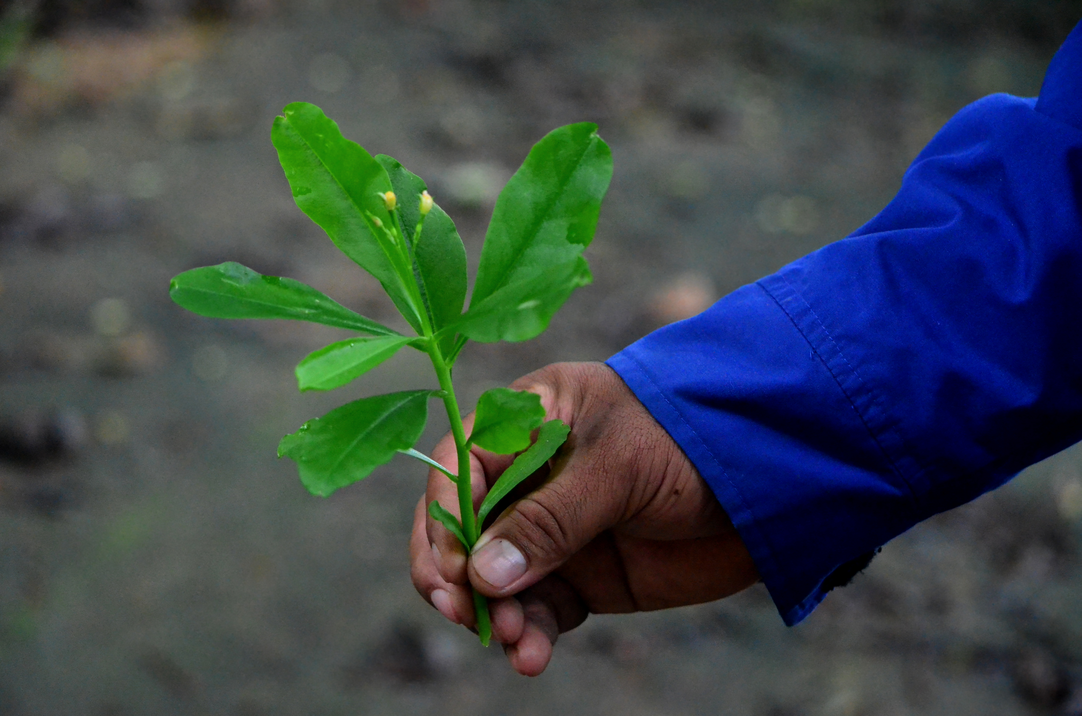 Talilong or Philippine Spinach (Talinum fruticosum) is another hit