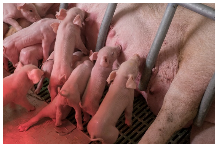 piglets suckling from sow