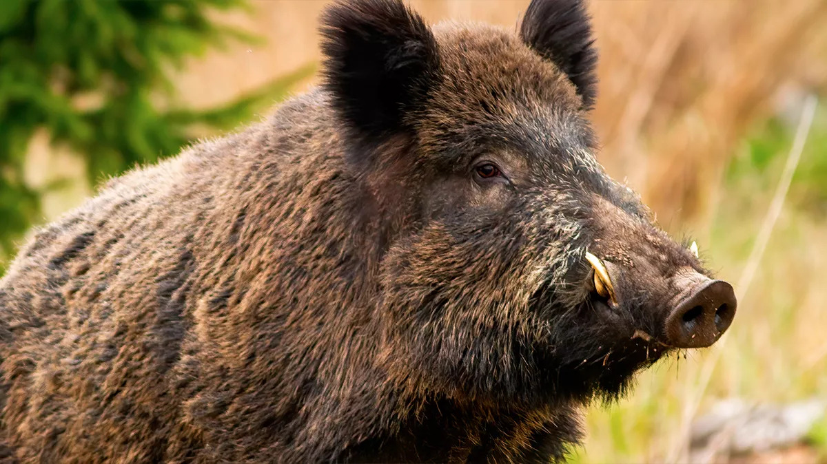 Croatia to cull 12,000 pigs after swine fever outbreak