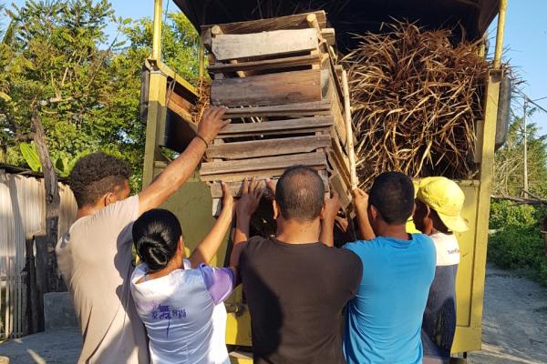 A piglet is loaded into a truck with roofing thatch as part of a ceremony to repair a traditional Timorese sacred house. Pig-ownership is important in Timor-Leste’s culture. Photo: Tarni Cooper, University of Queensland.