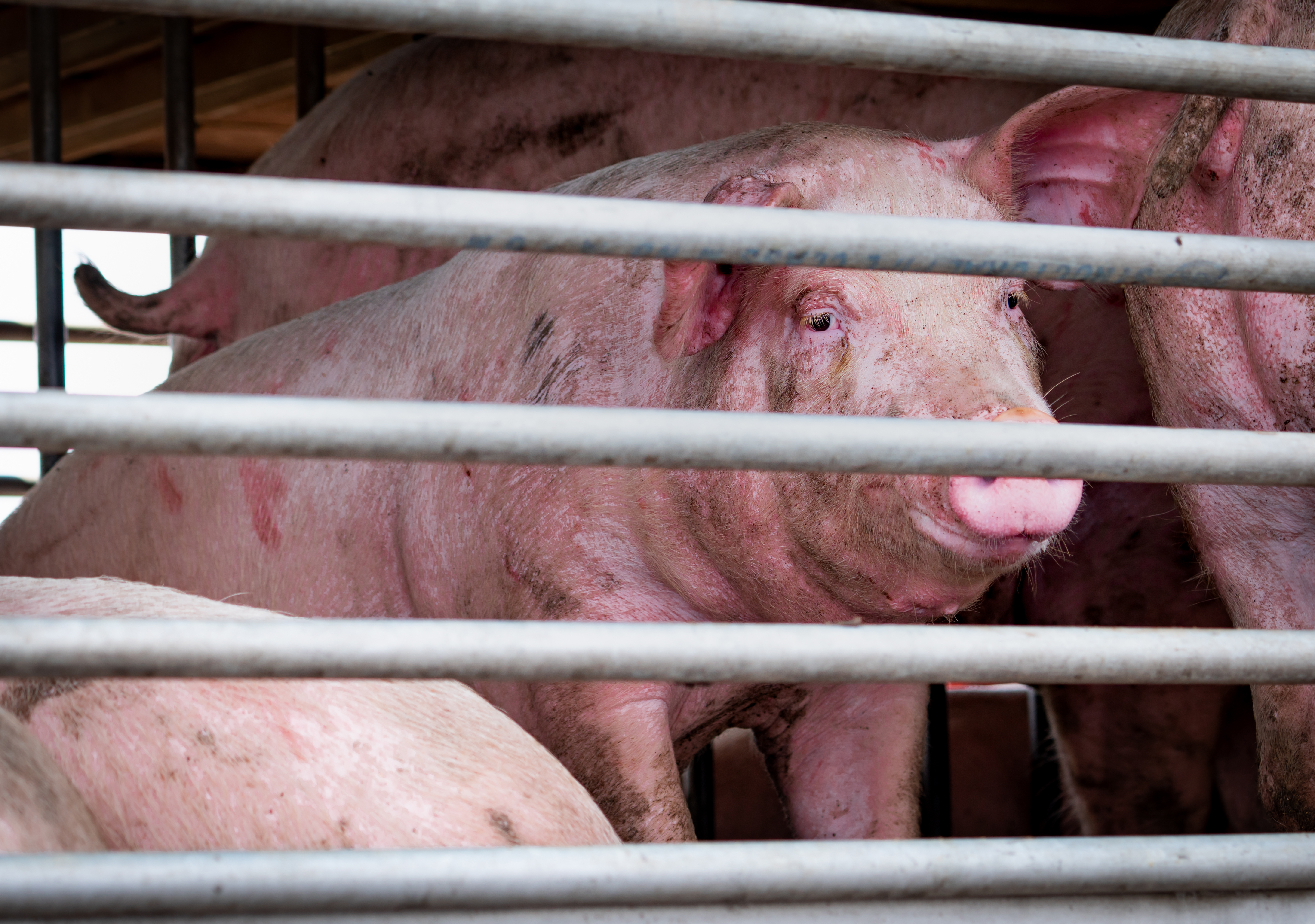 pig with African swine fever virus being transported to slaughter