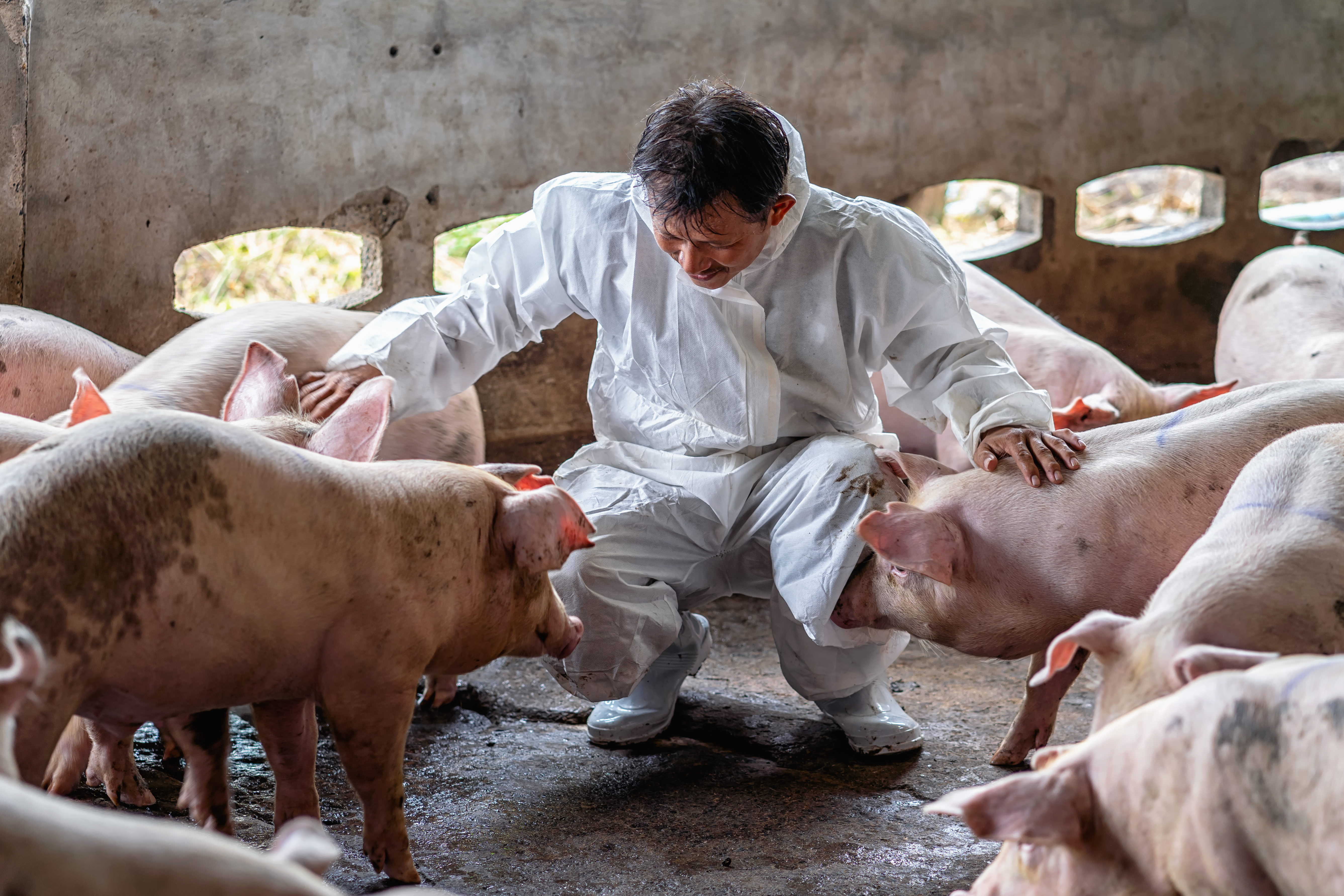 pig vet assesses the health of a herd of pigs