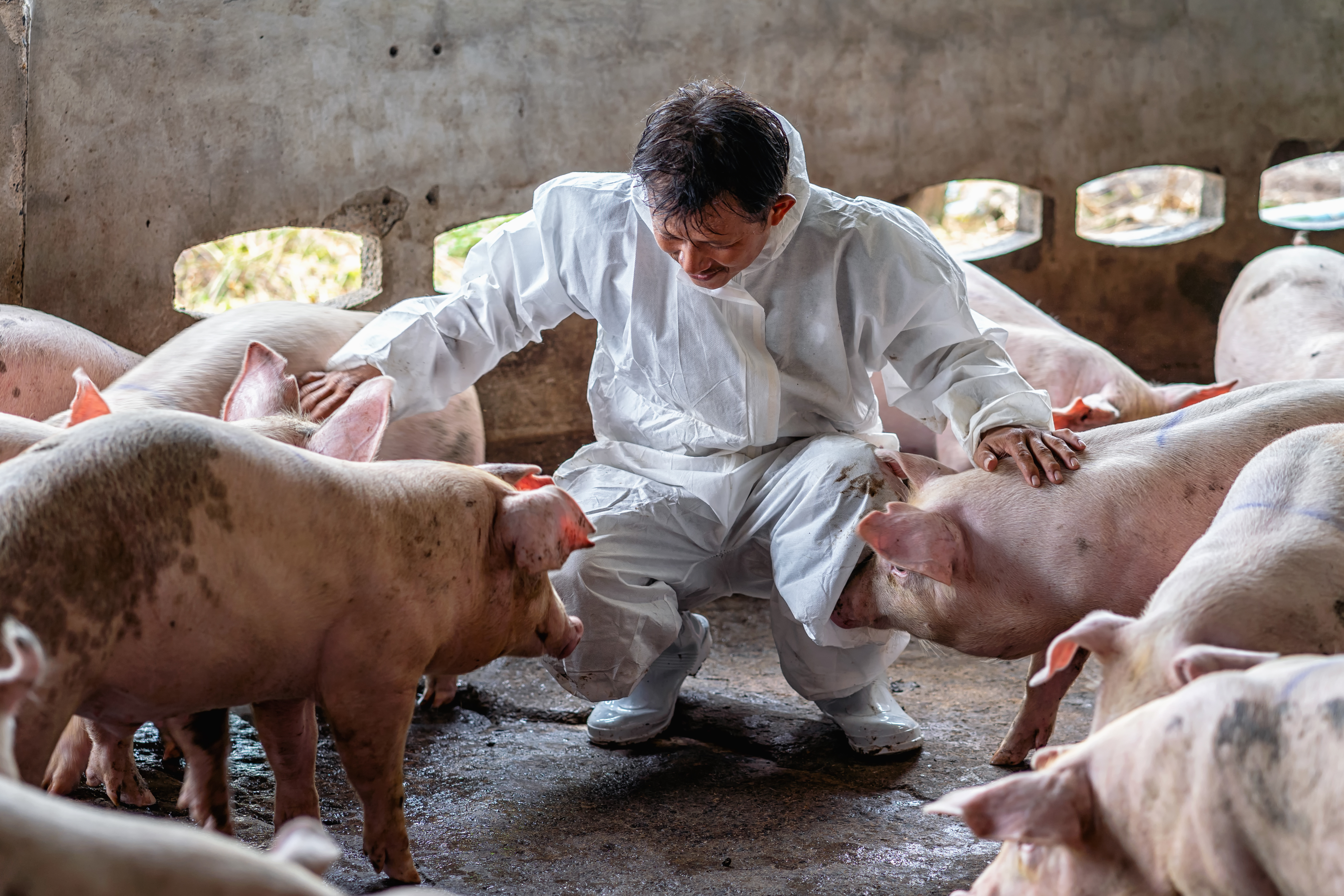 pig vet crouches down and pets pigs in an indoor pen