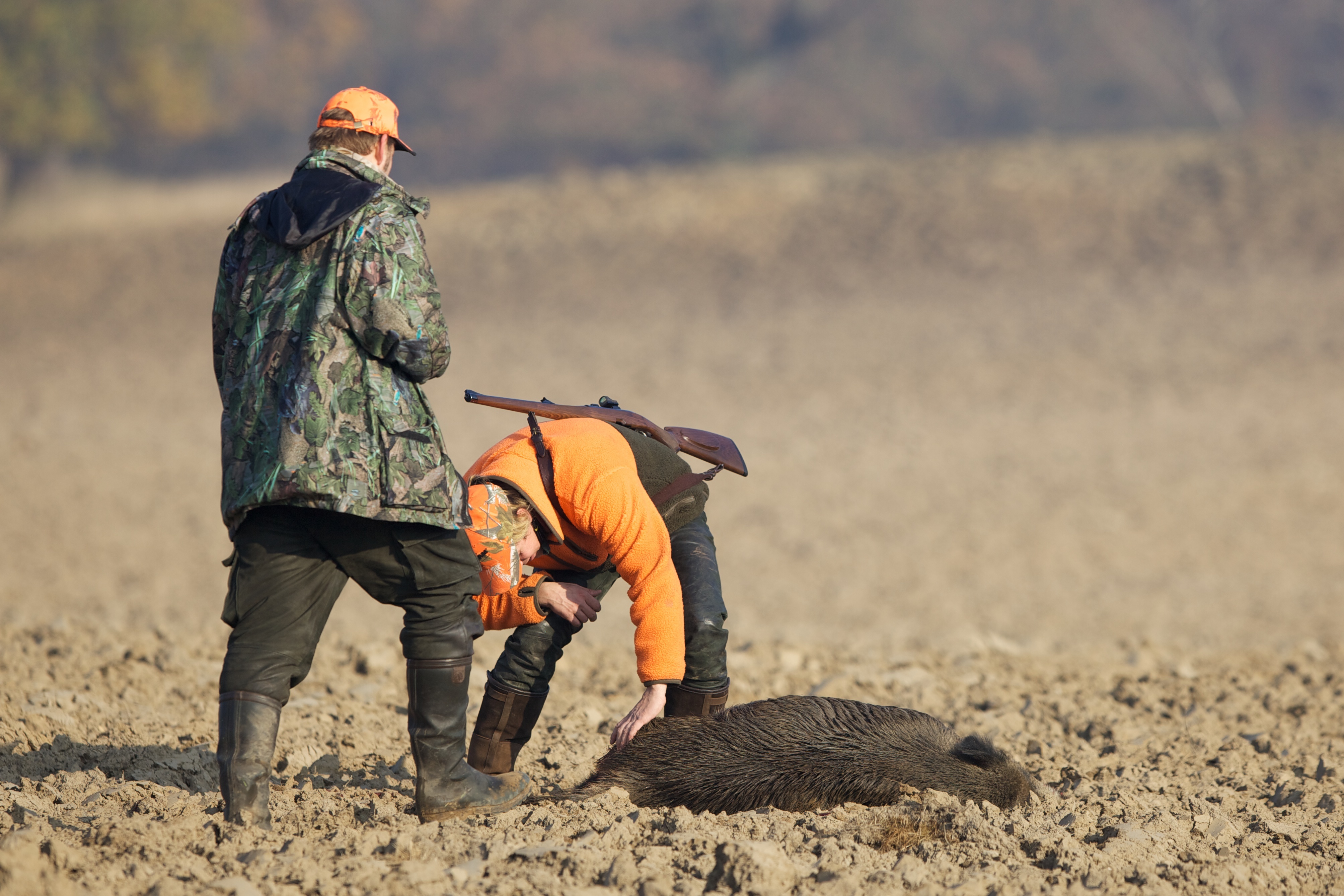 two hunters collect the wild boar they have shot