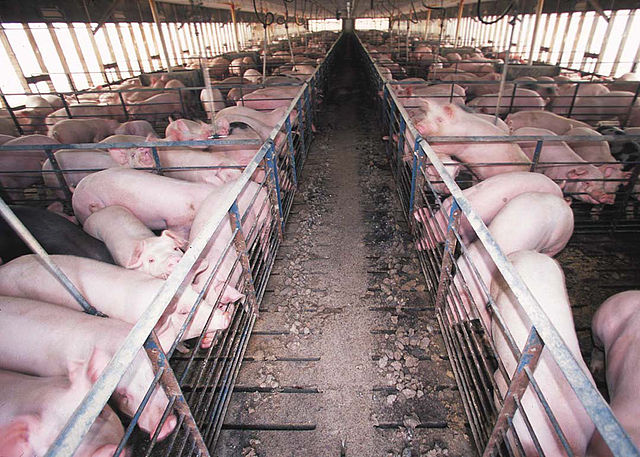 Indoor pig barn with a slatted floor