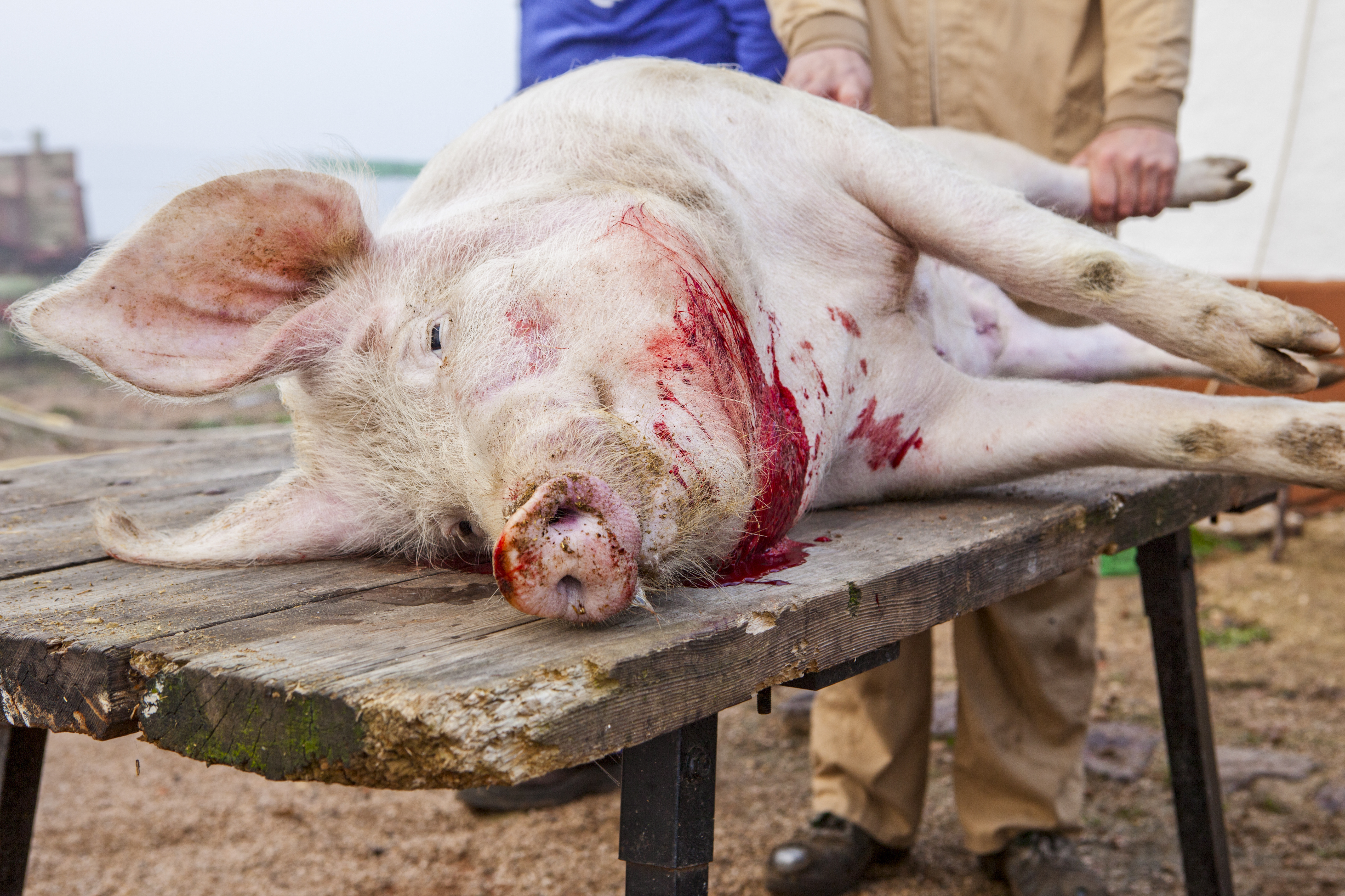 a dead pig after exsanguination