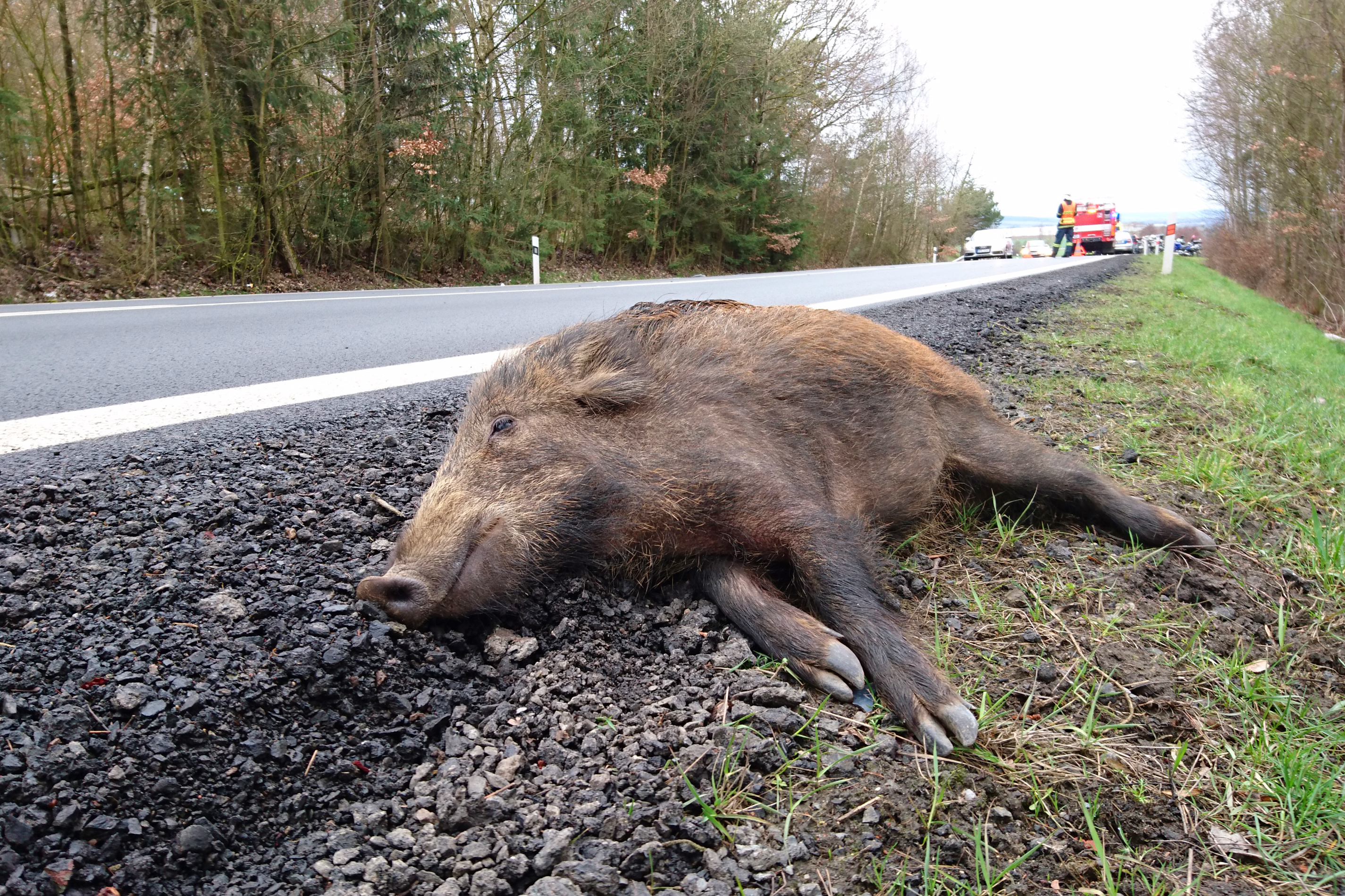 dead boar at the side of a road