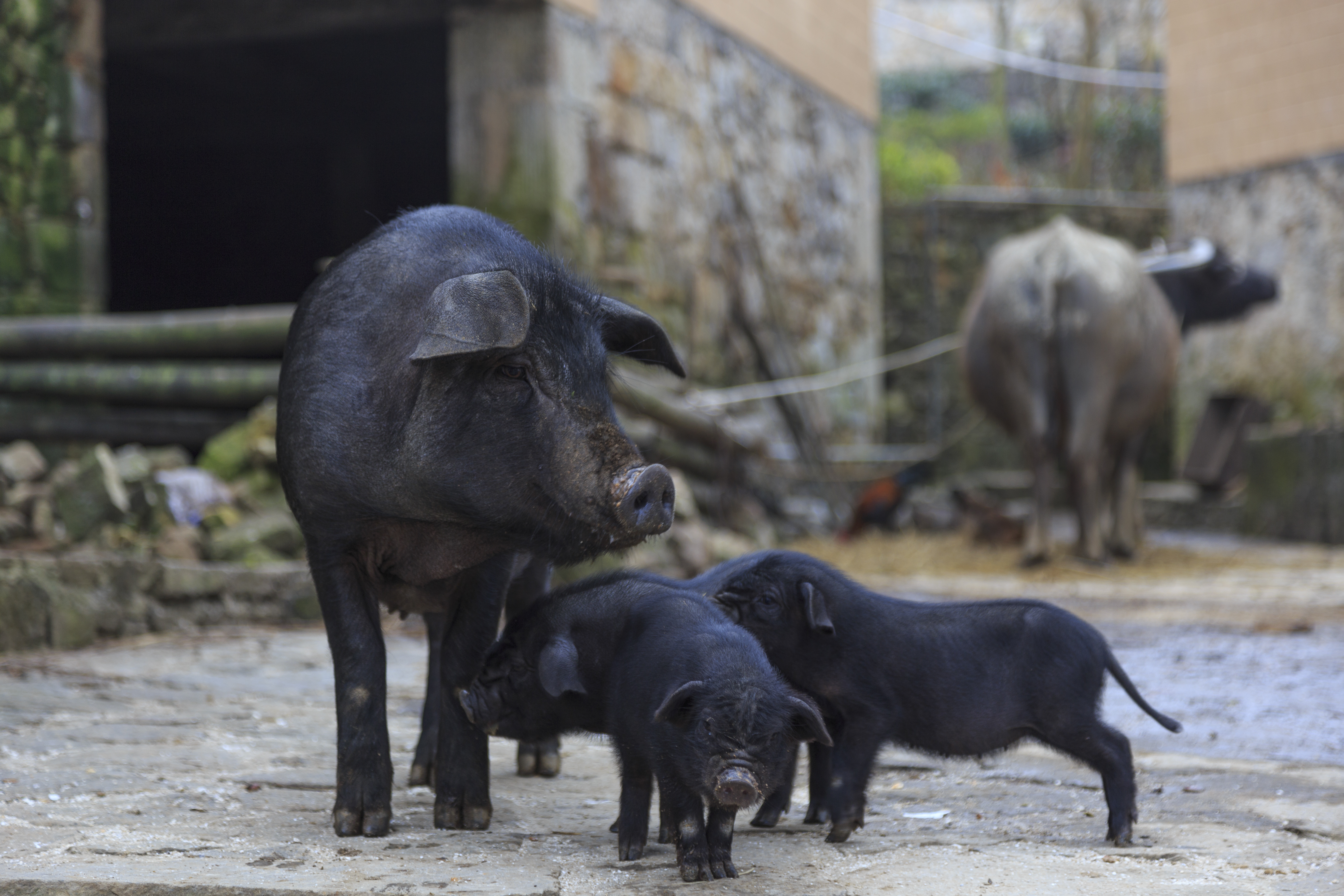 piglets and sow standing in backyard enclosure in China