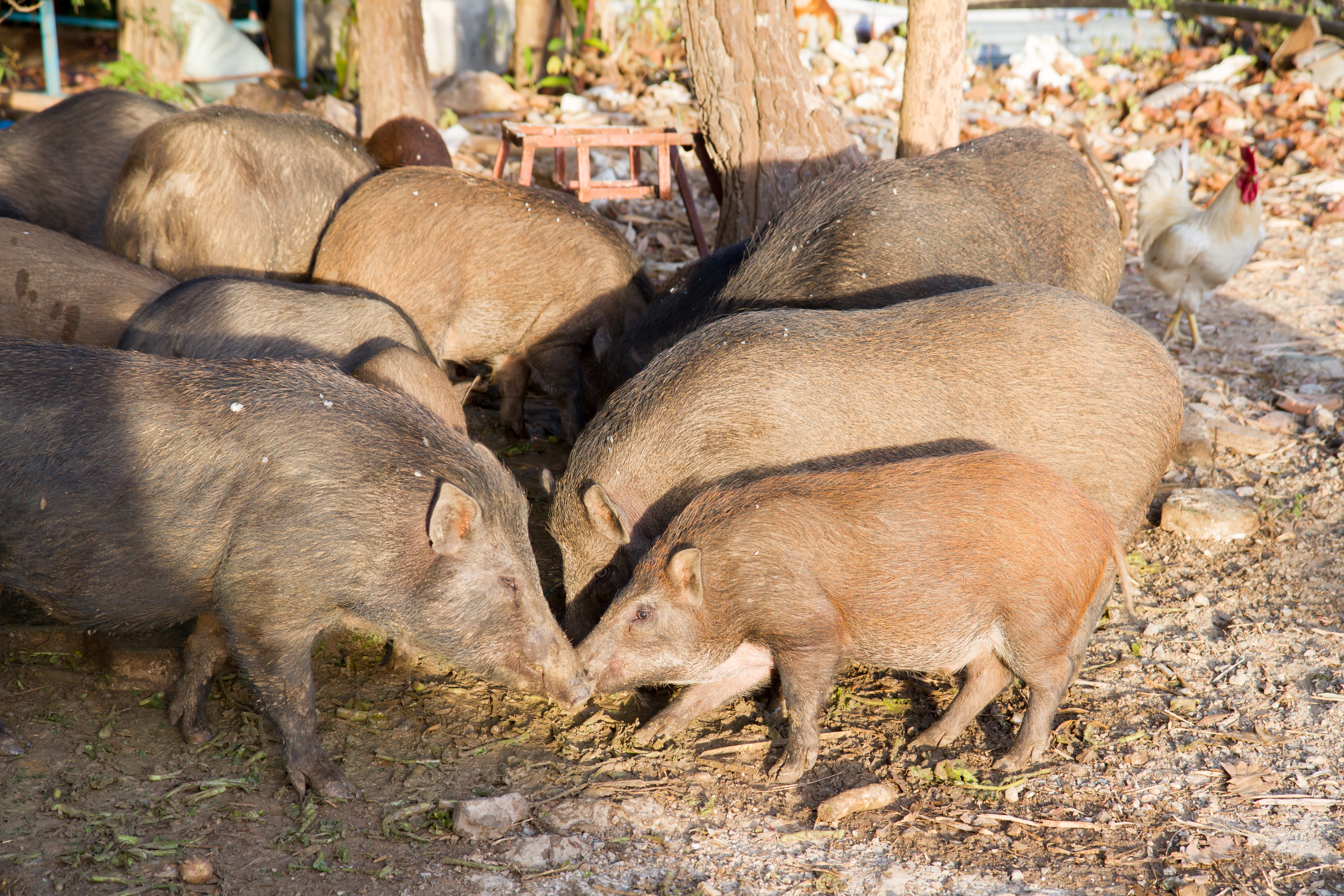 a small herd of pigs eating off the ground near a house