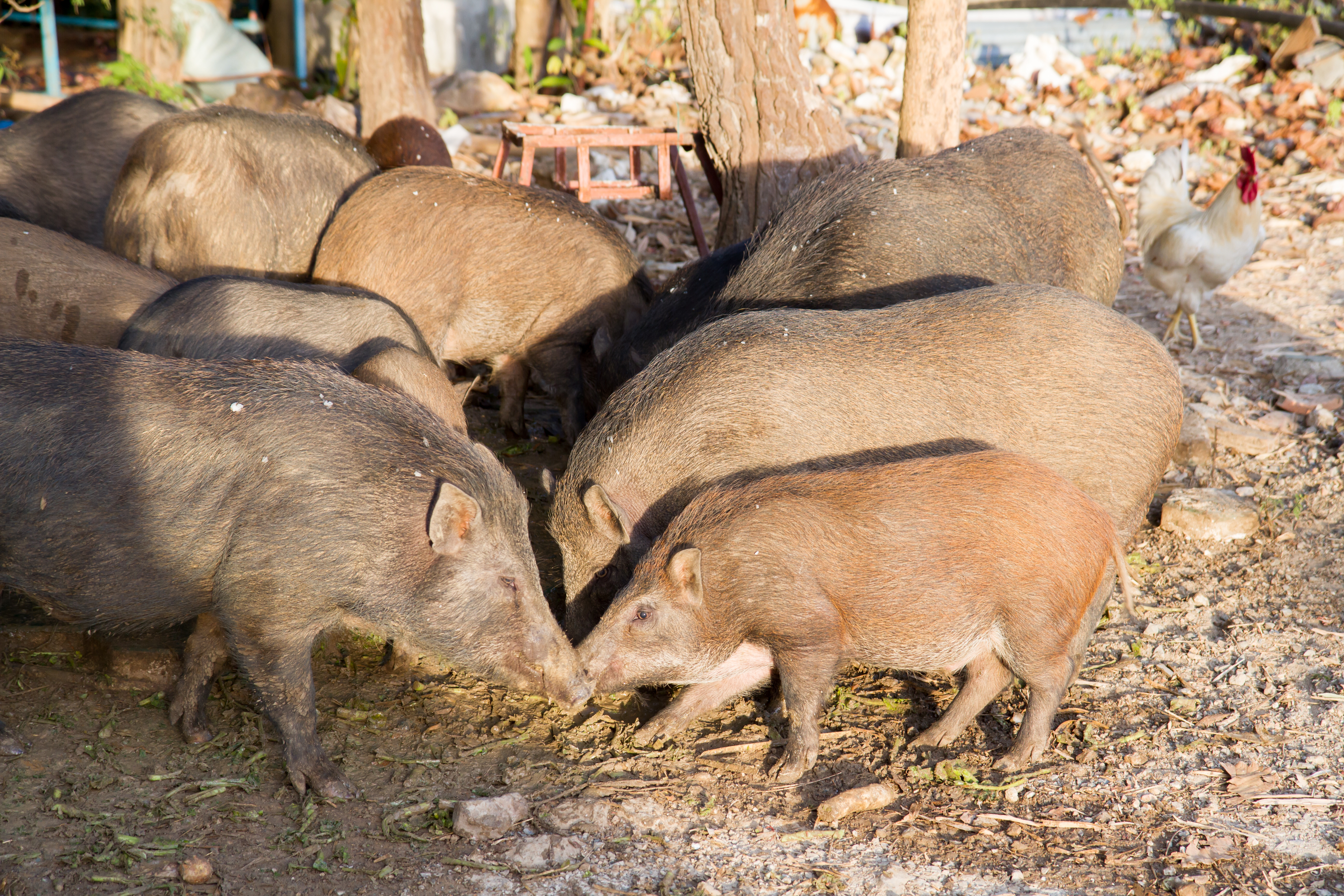 outdoor reared pigs in a backyard enclosure in Asia