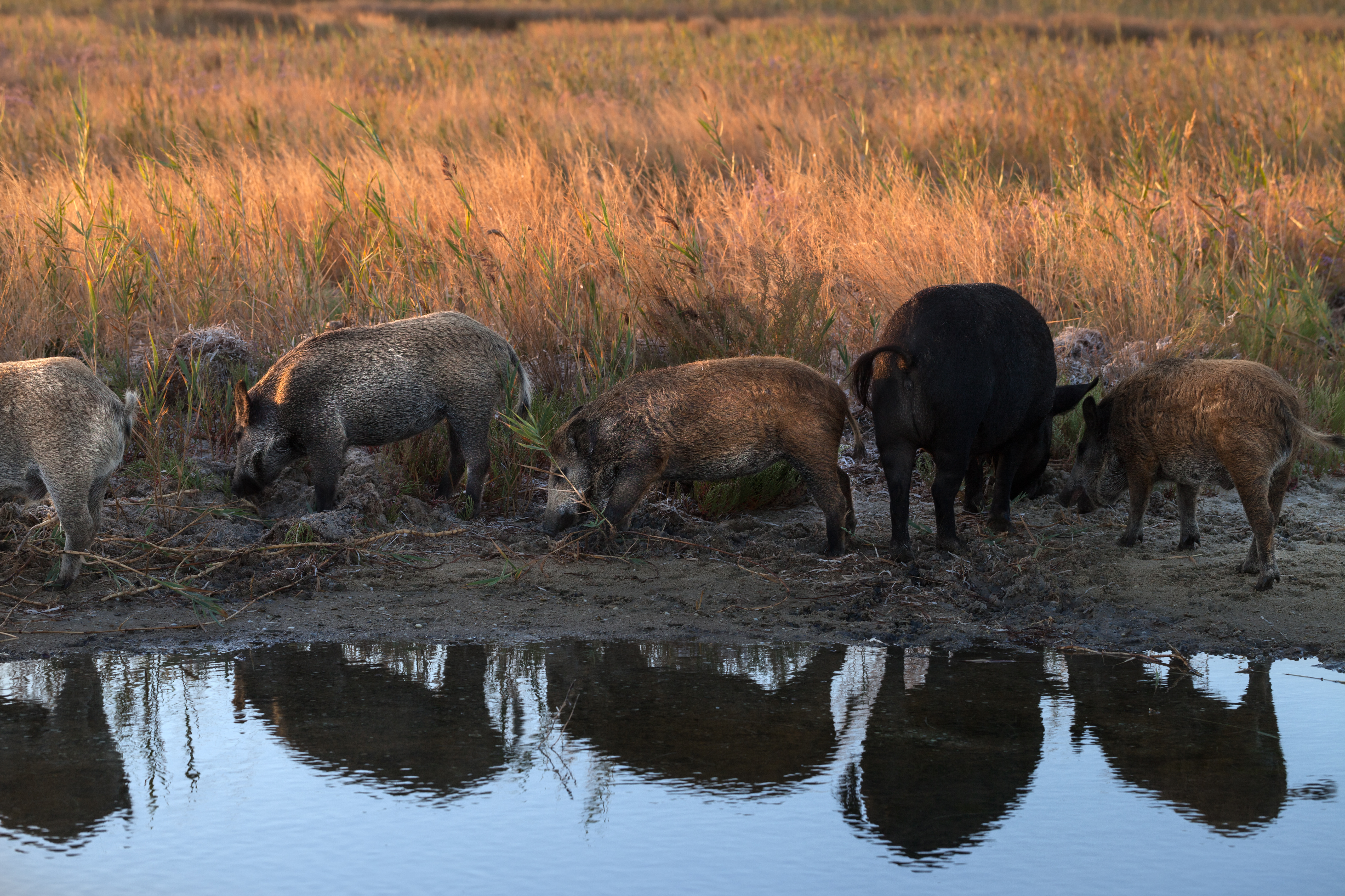 wild pigs congregate to feed around a water body
